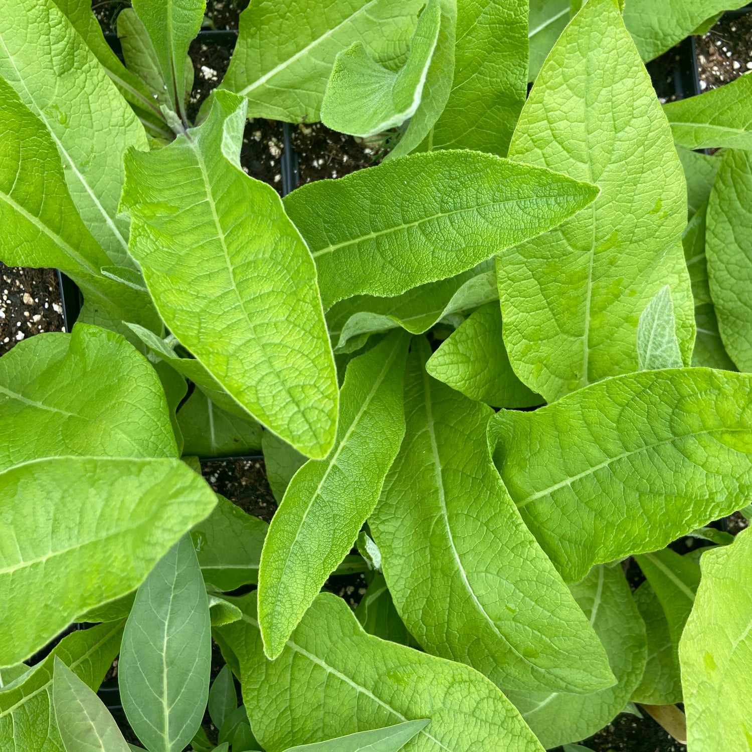 Medicine Garden