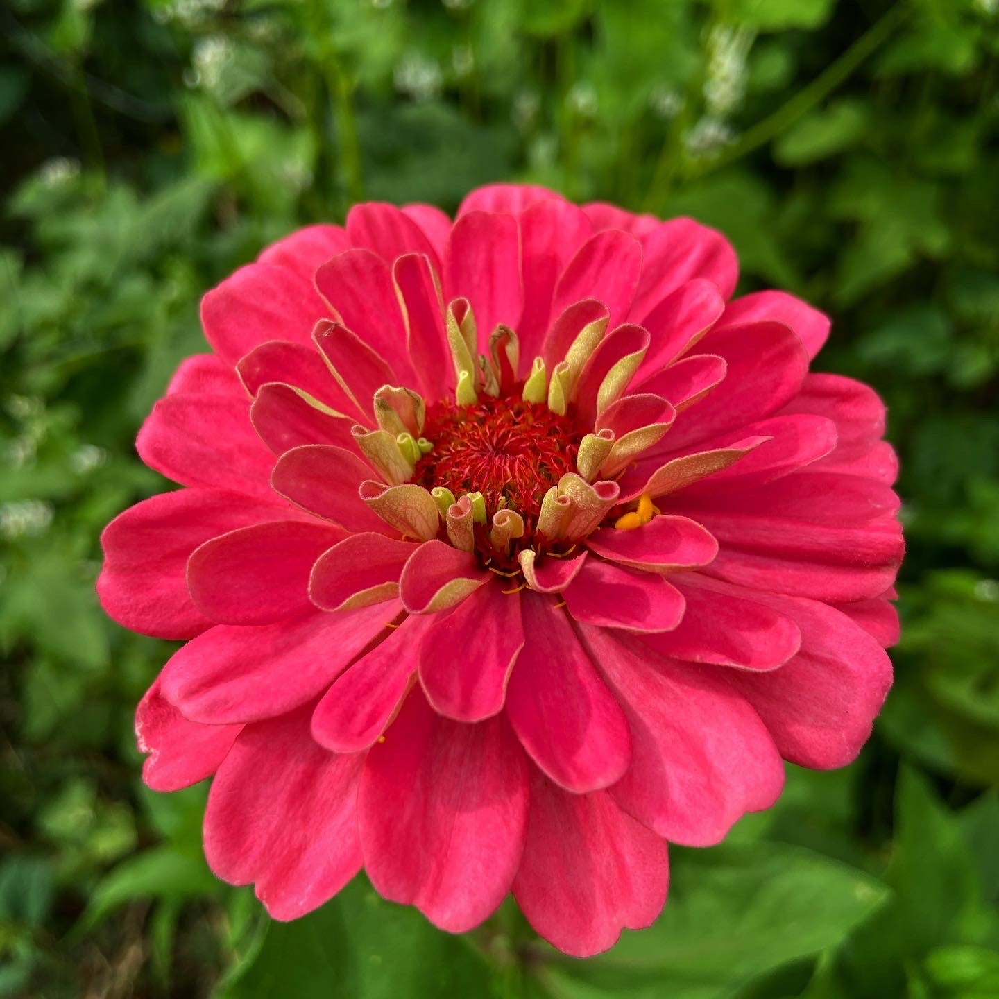 Flower Garden