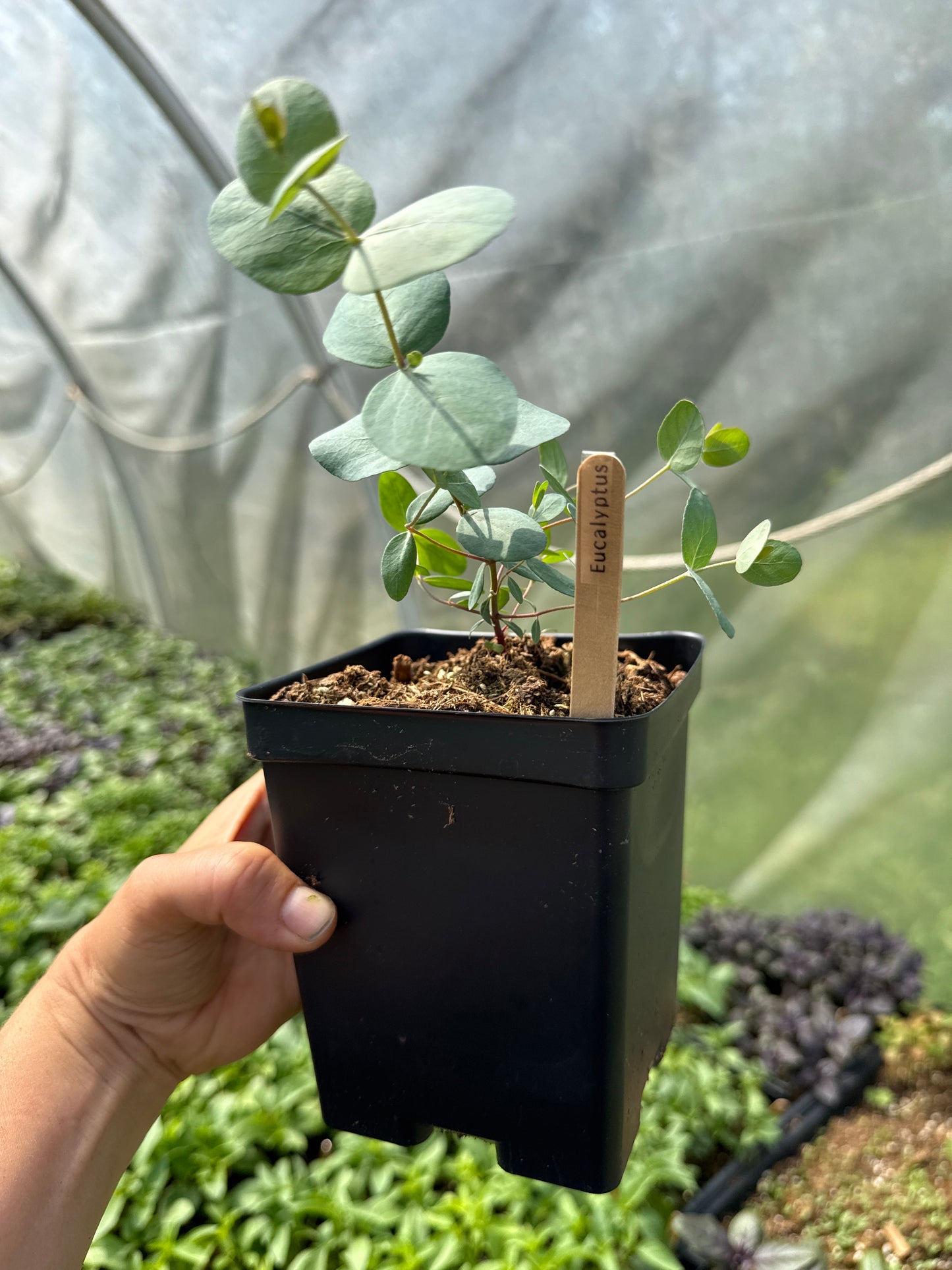 Eucalyptus