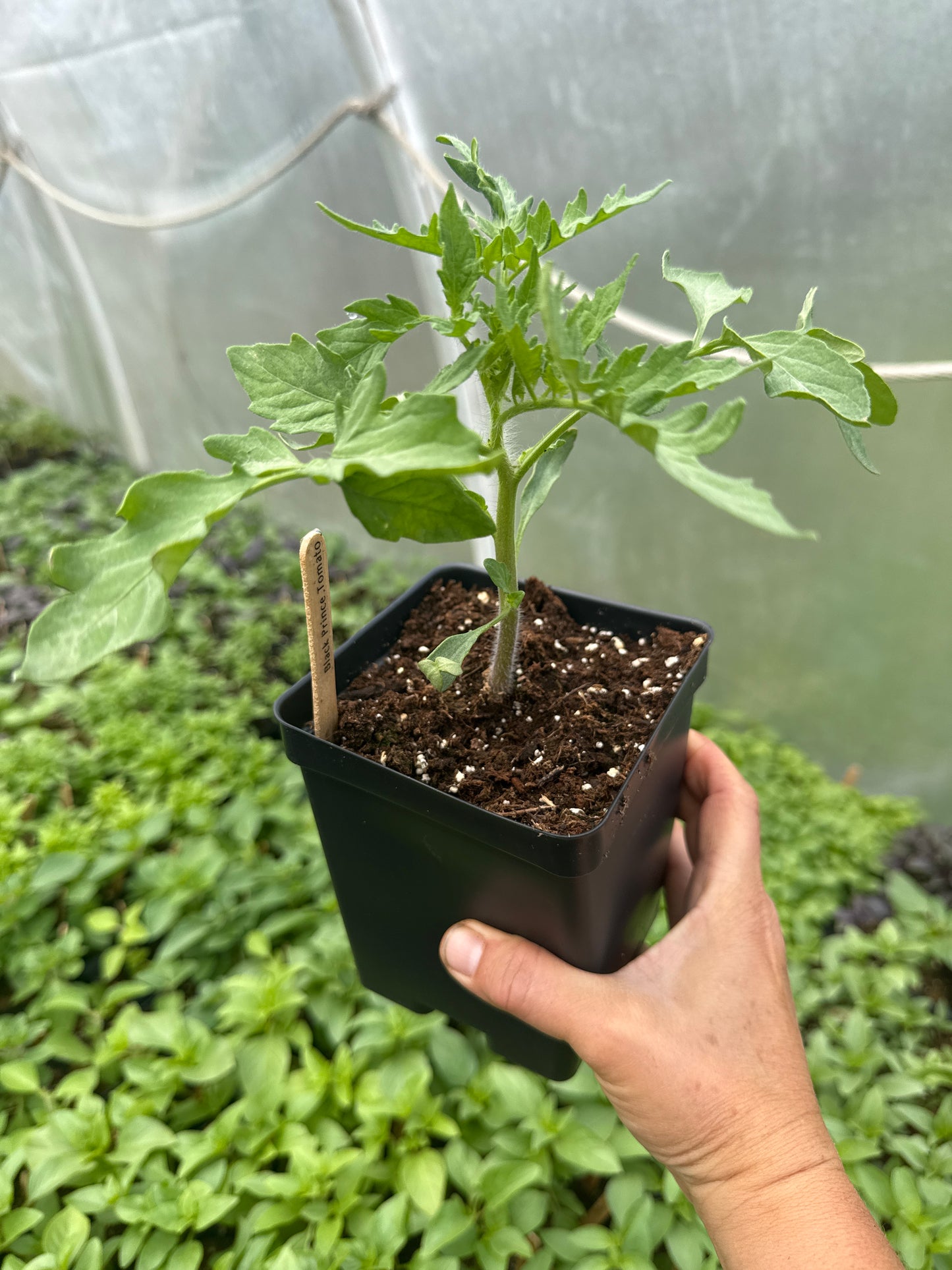 Black Prince Cherry Tomato