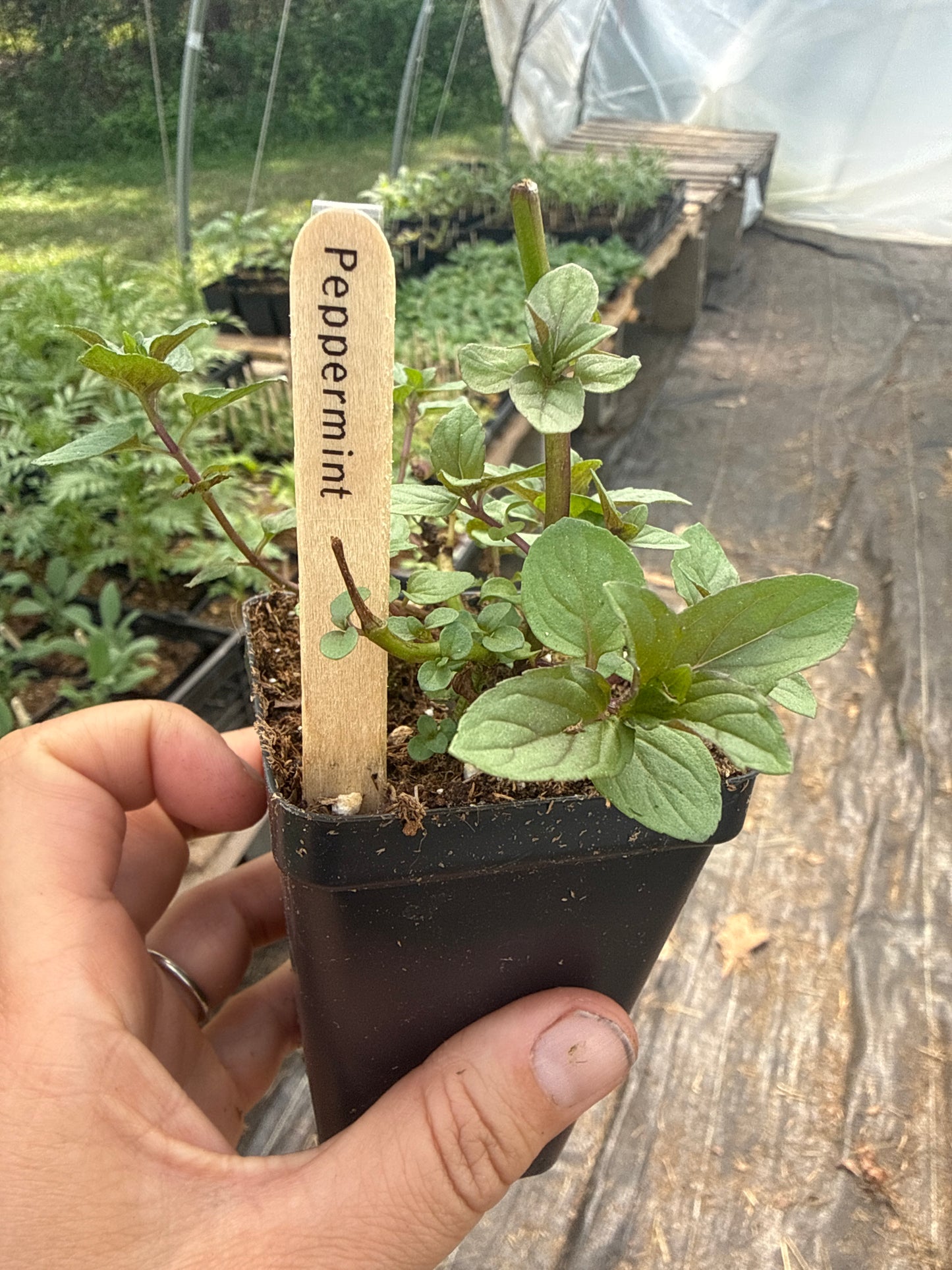 Chocolate Peppermint