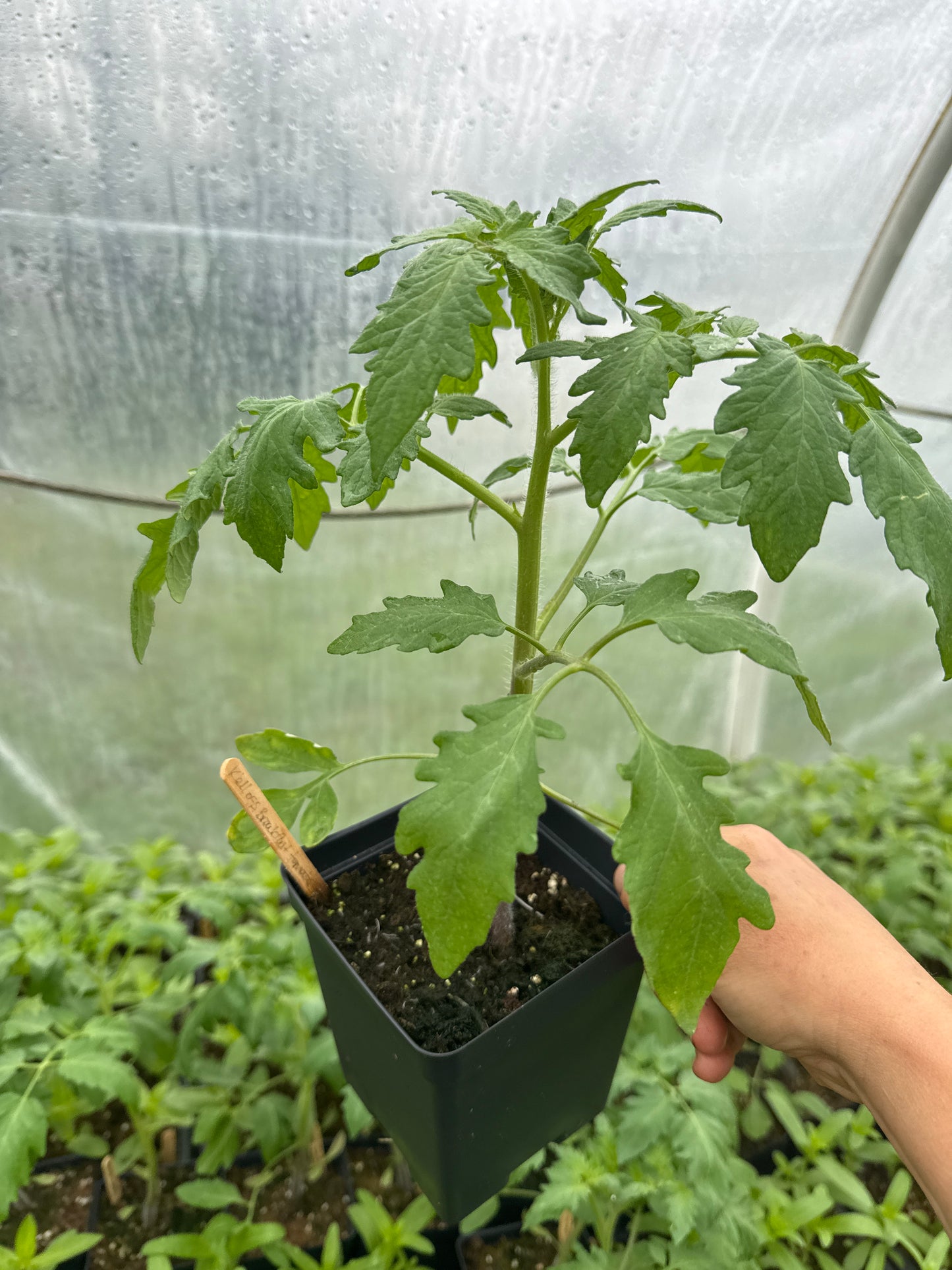 Kellogg’s Breakfast Heirloom Tomato