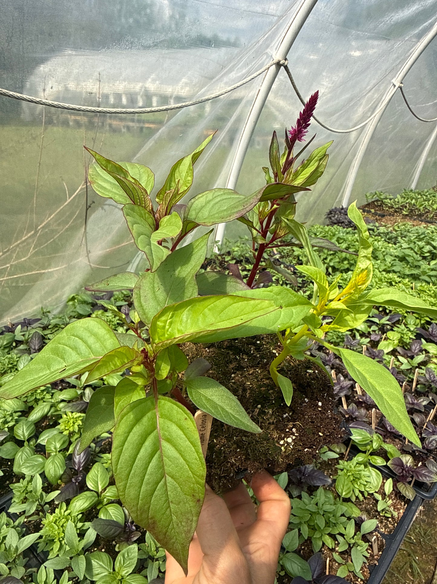 Pampas Celosia