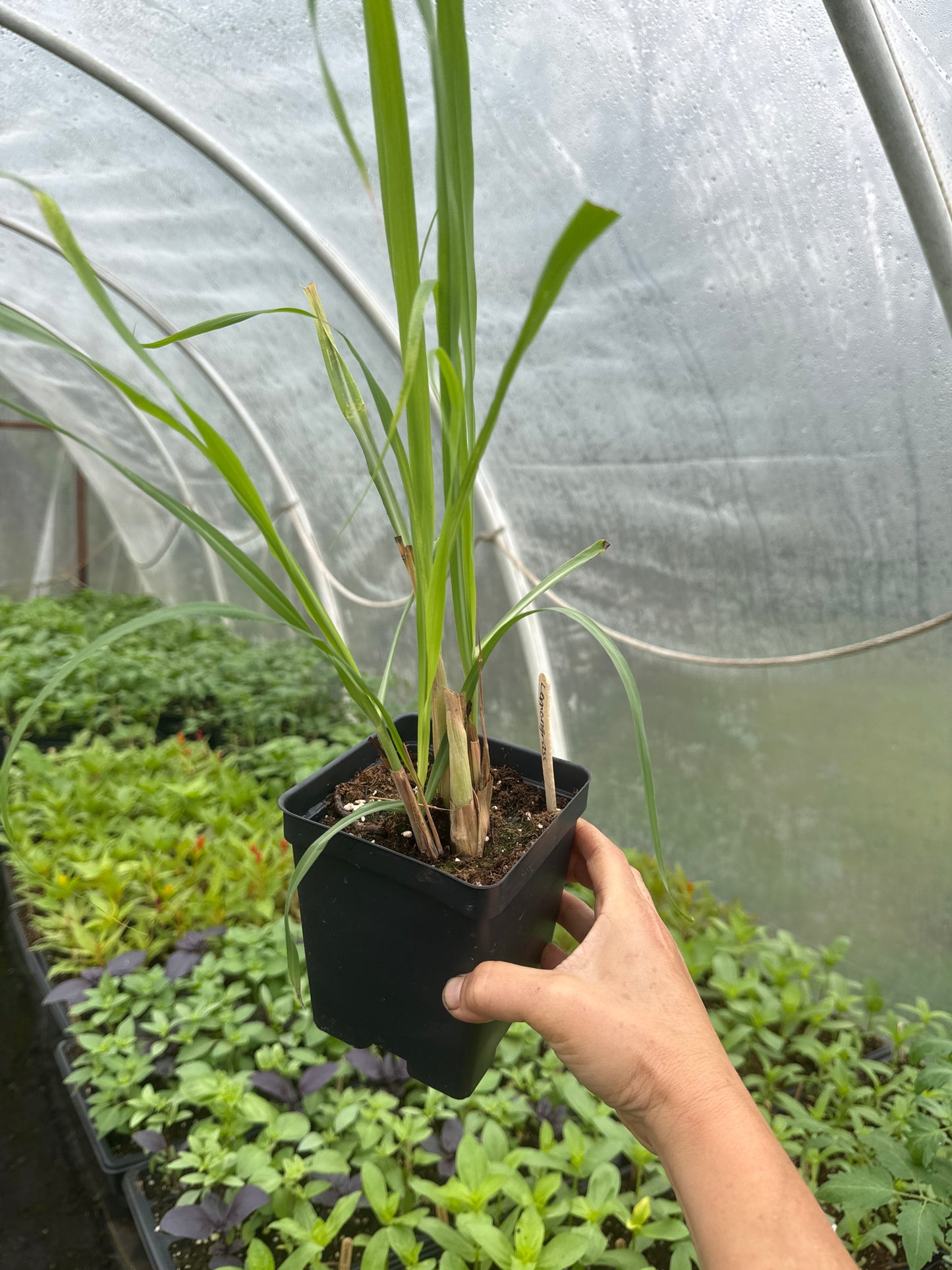 Lemongrass
