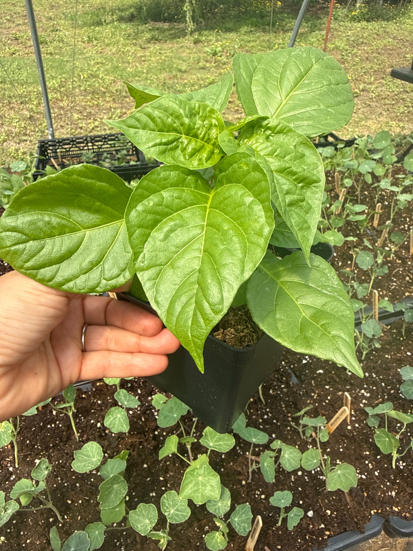 Sweet Aji Cachucha Pepper