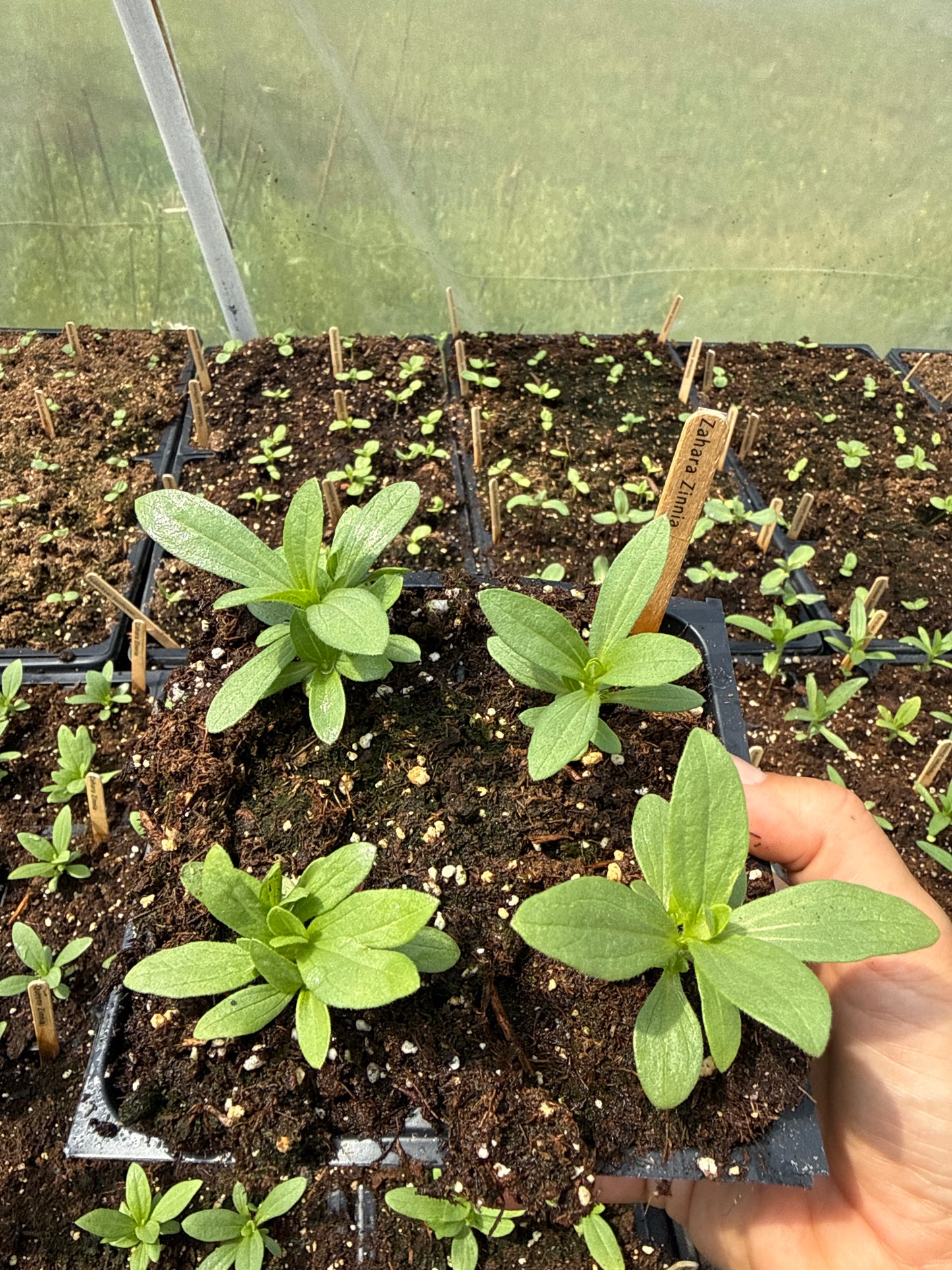 Double Zahara Zinnia