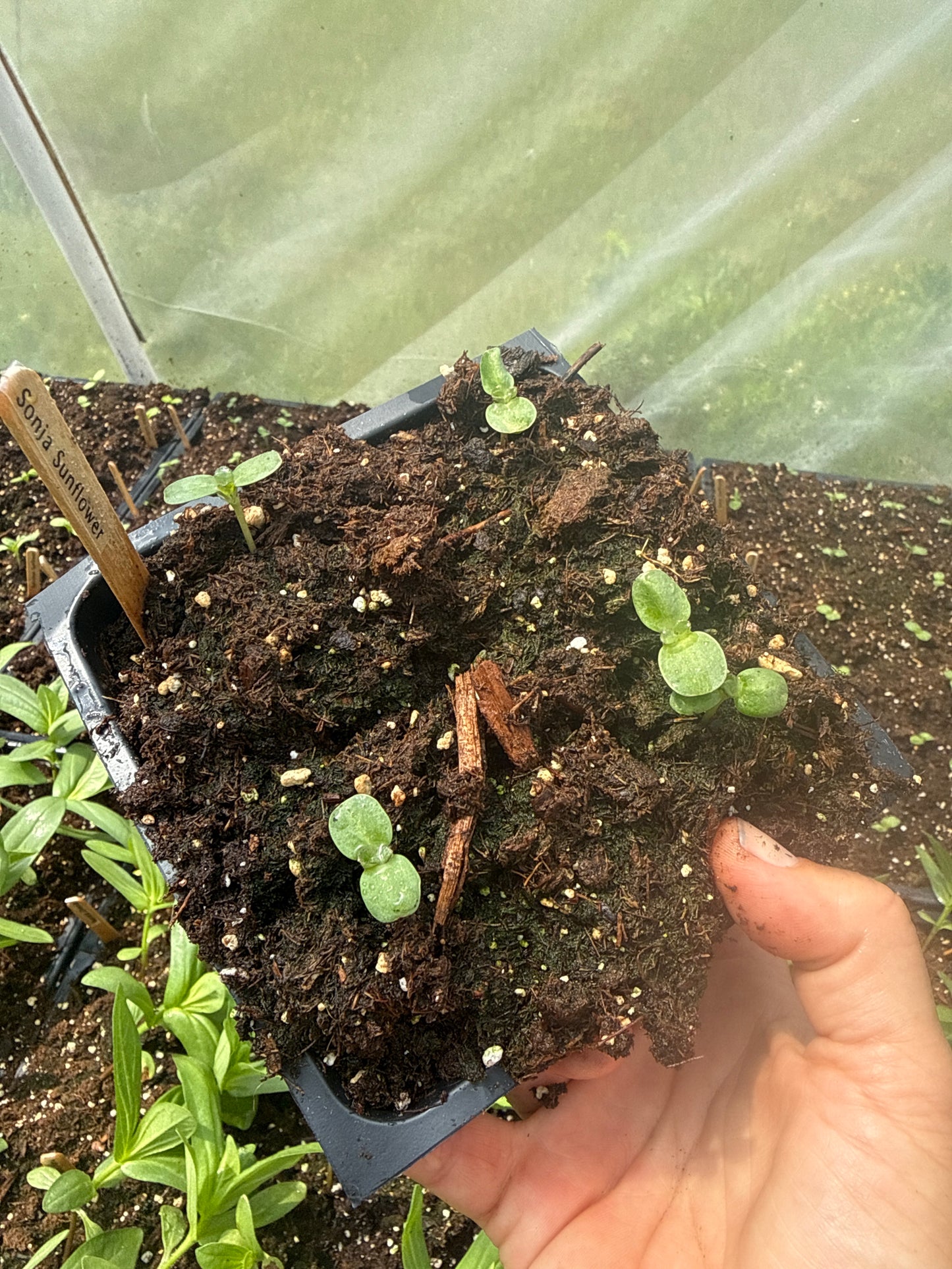 Sonja Sunflower