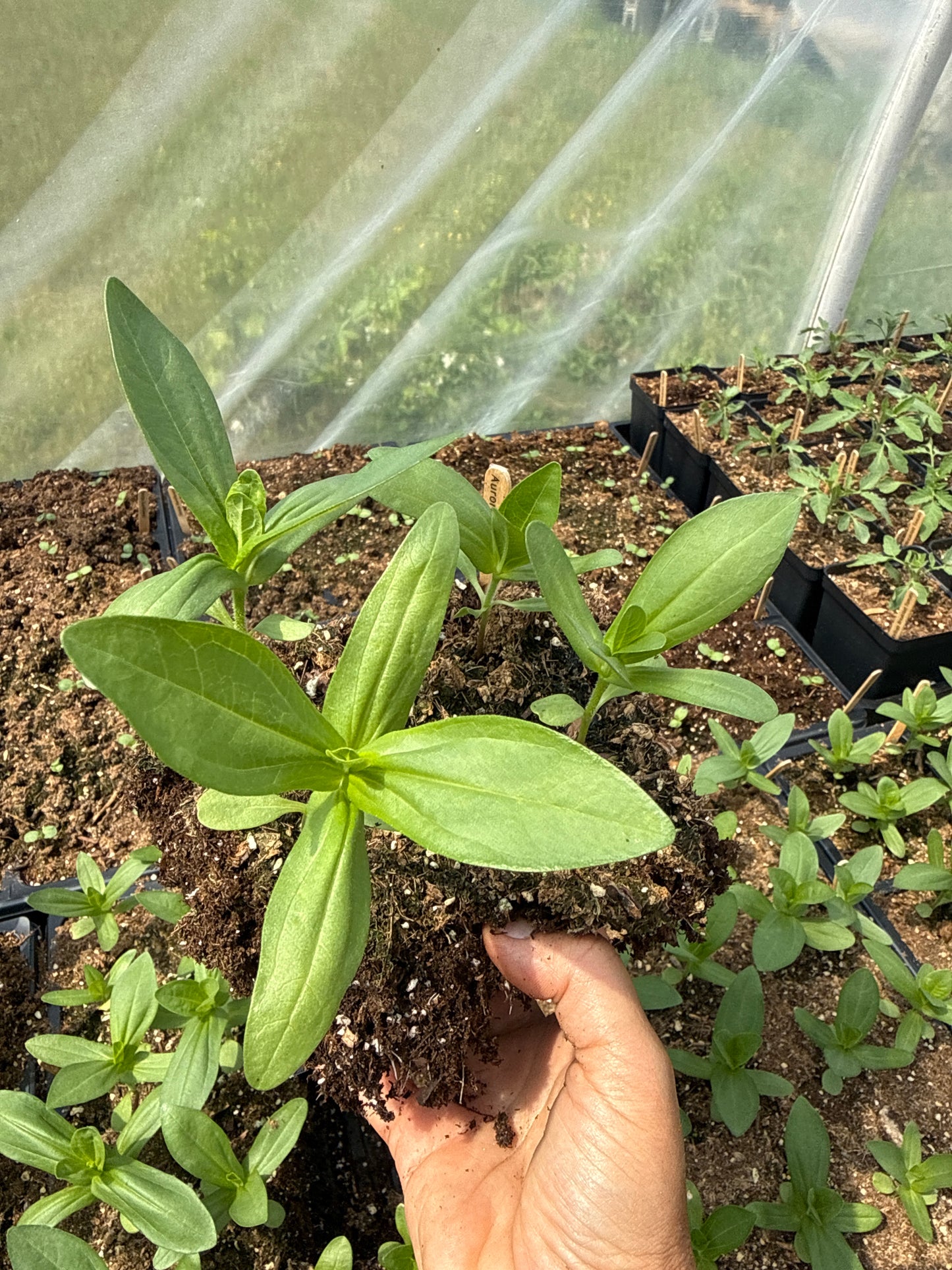 Aurora Zinnia