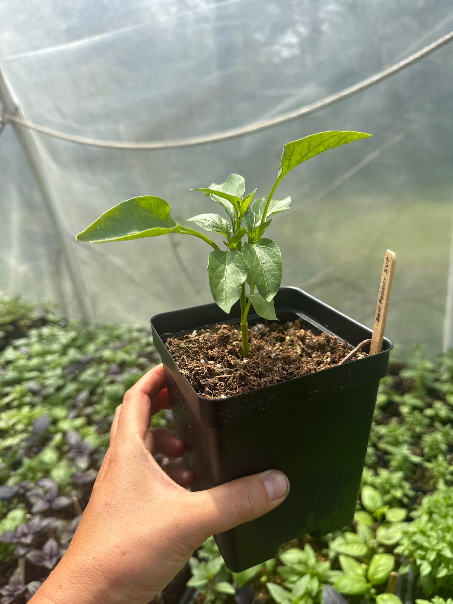 Orange Bell Pepper