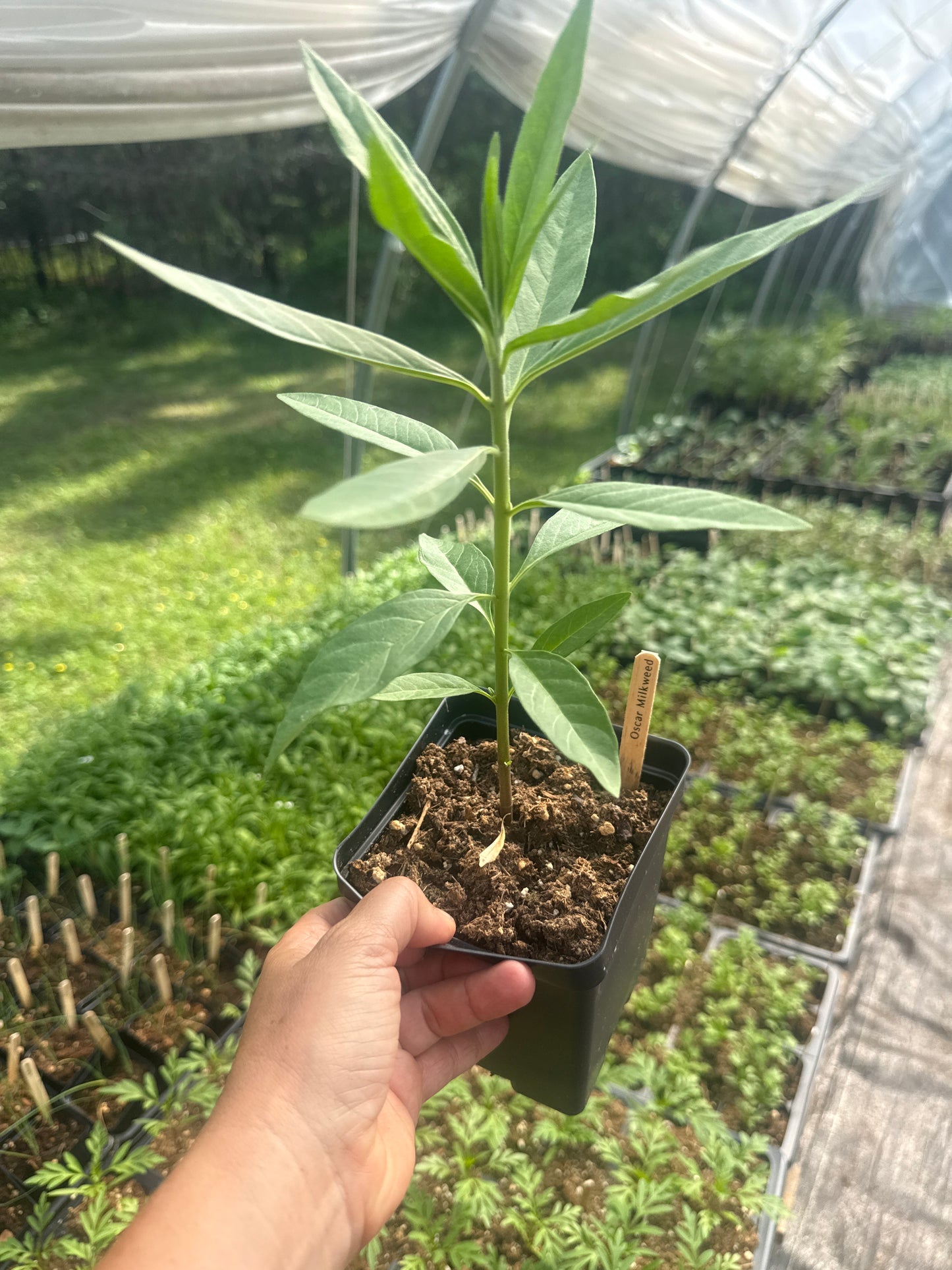 Oscar Milkweed