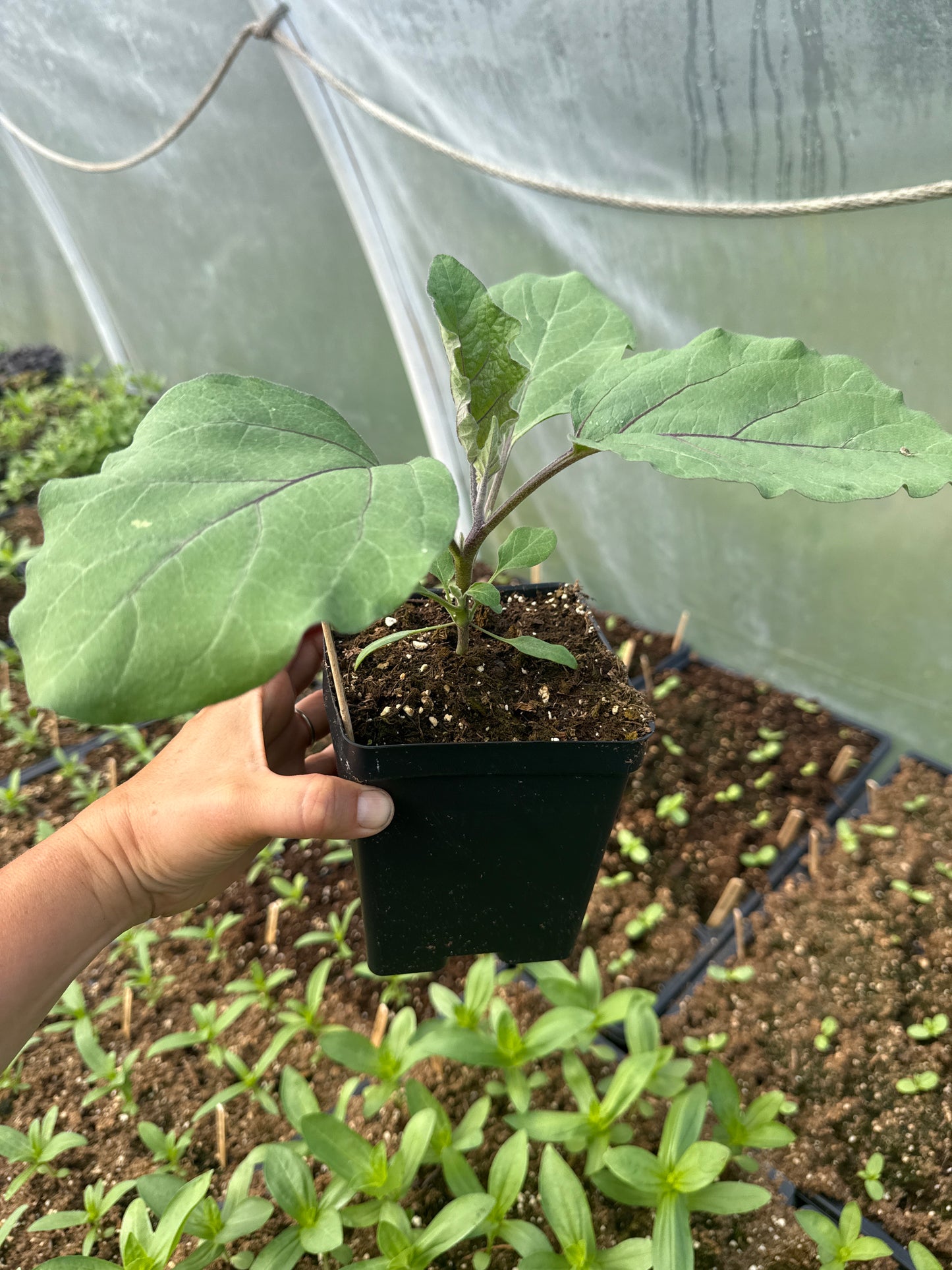 Asian Eggplant