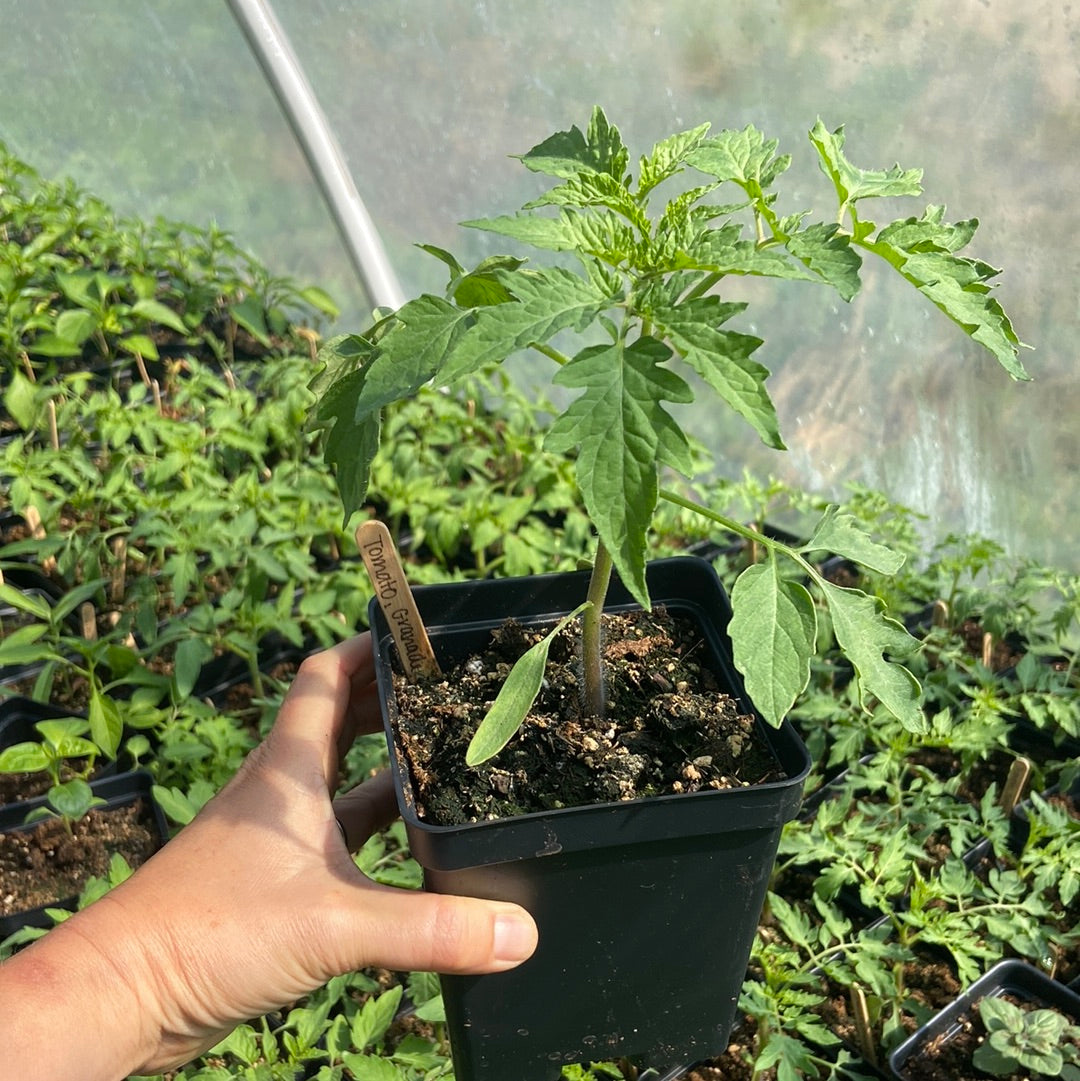 Granadero Tomato