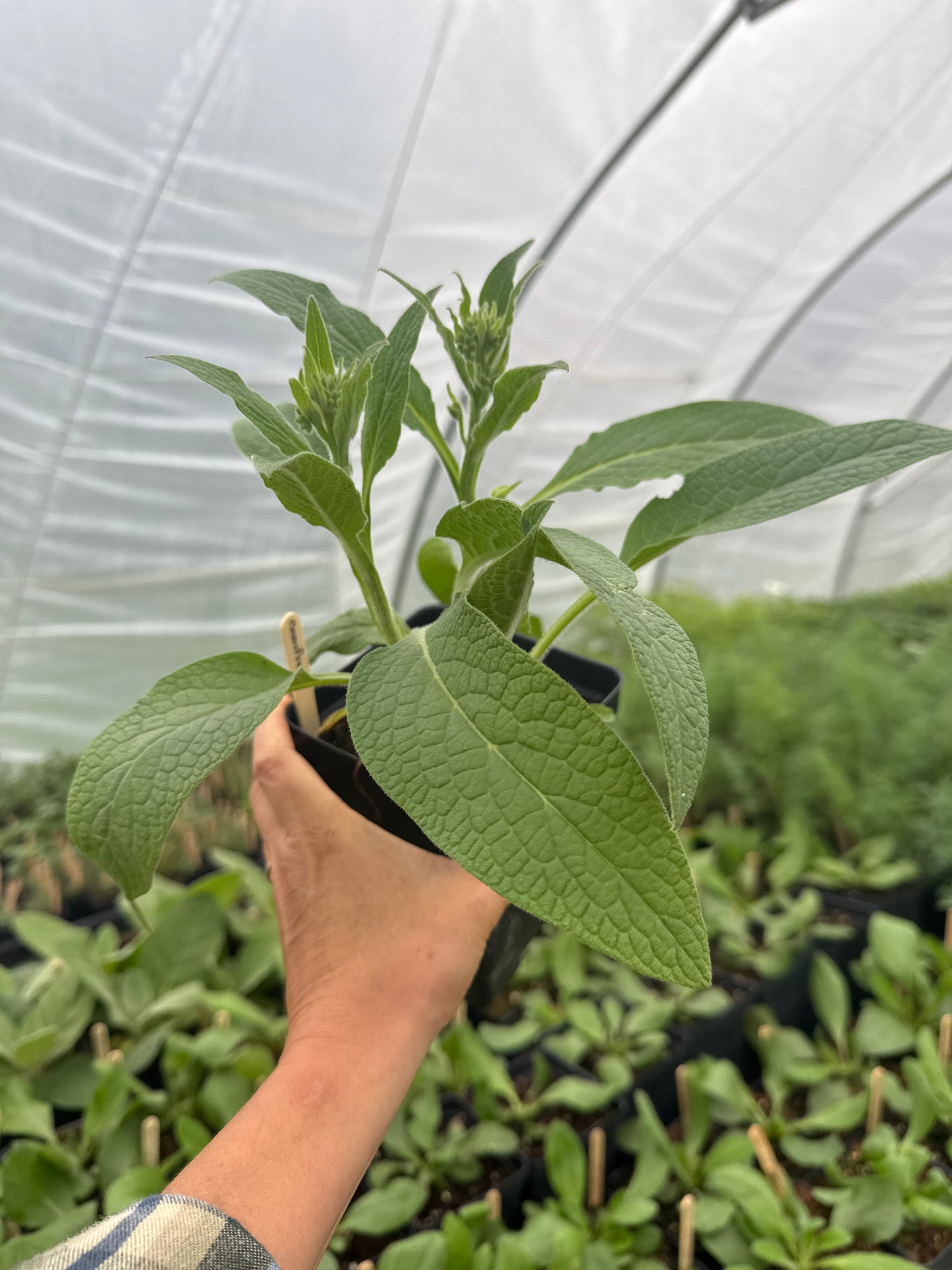 Comfrey