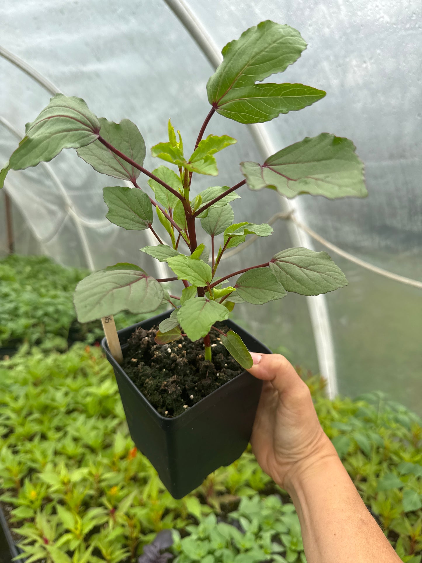 Roselle Hibiscus