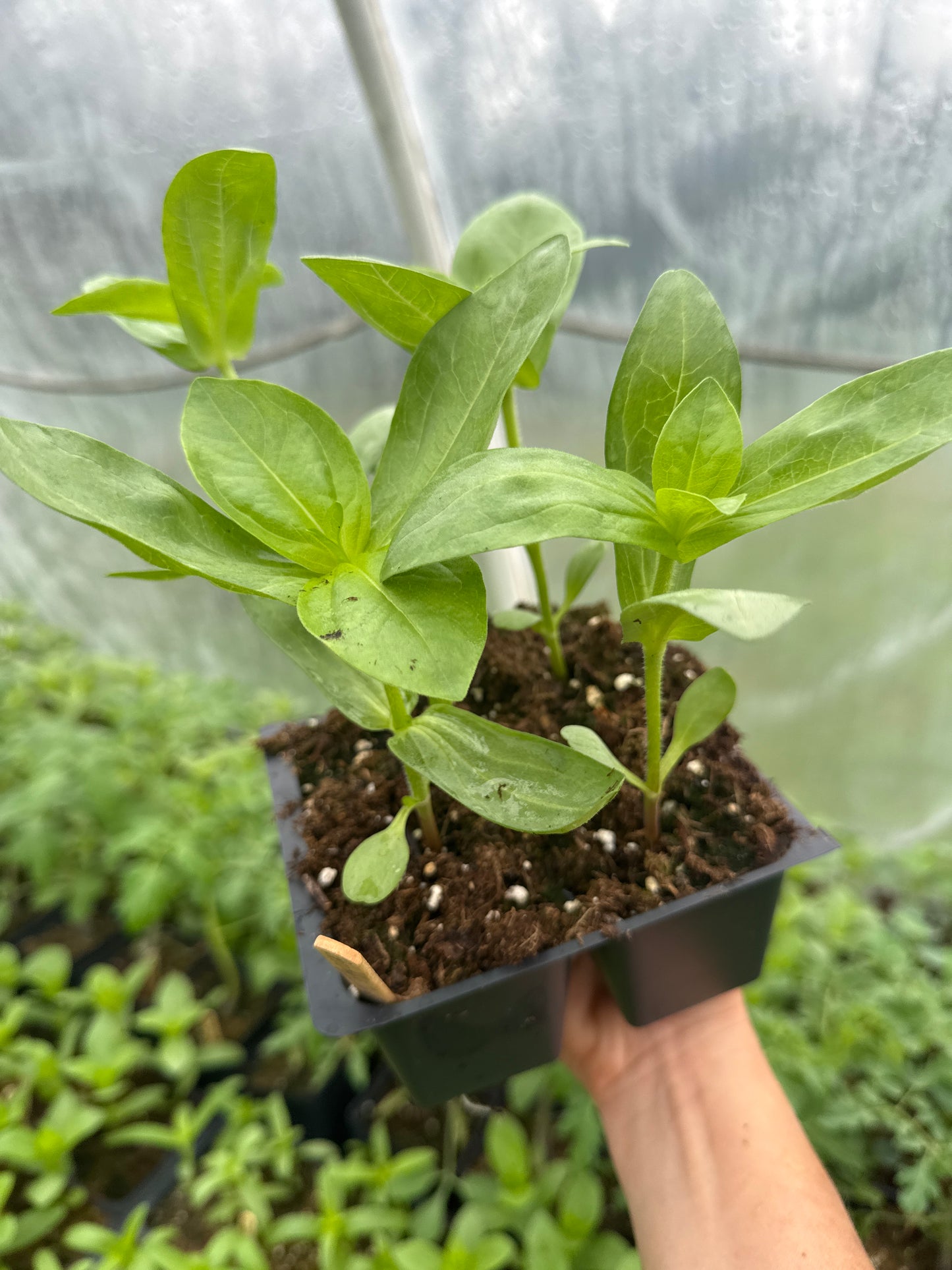 Benary’s Giant Mix Zinnia