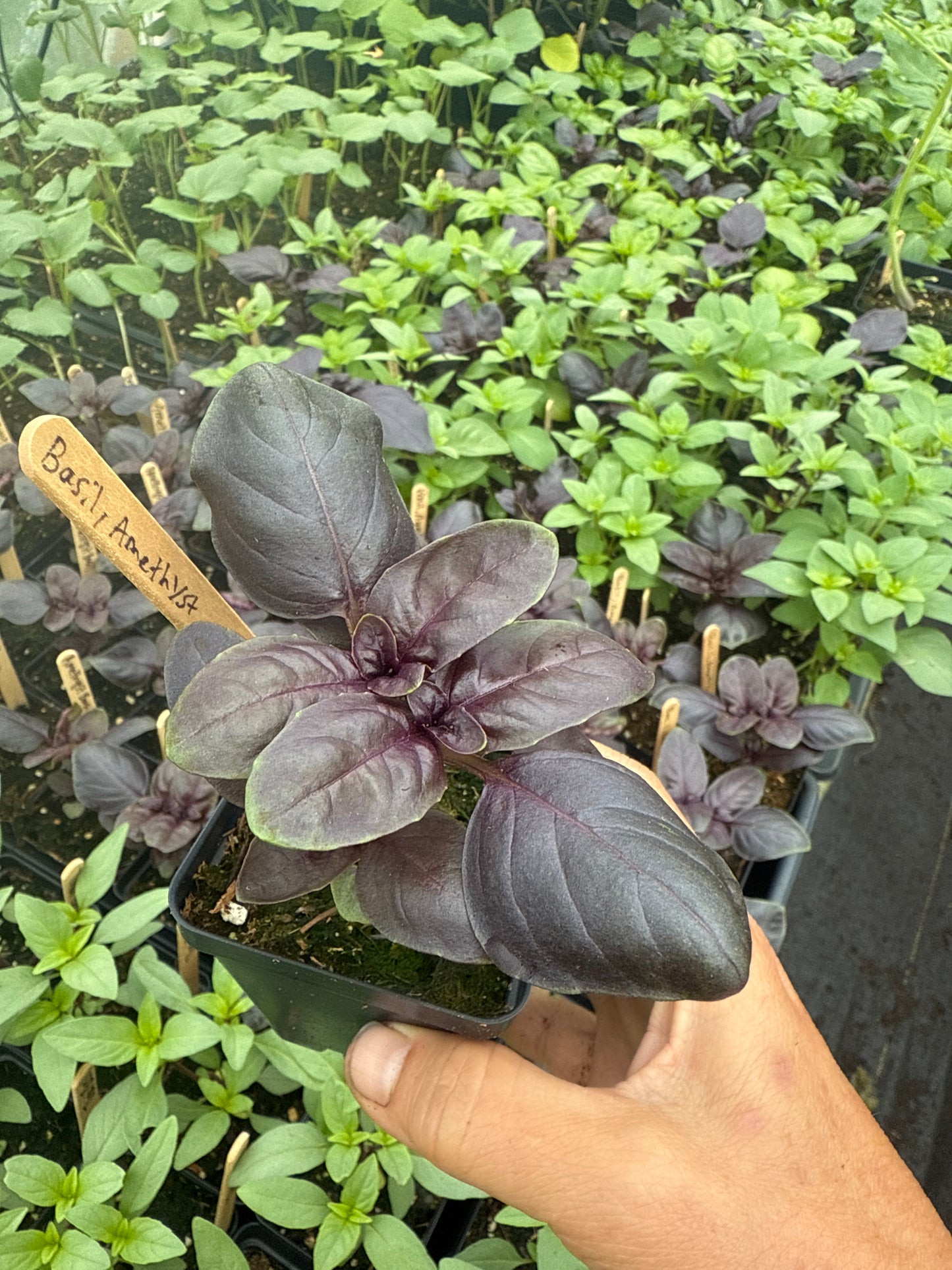 Amethyst Basil
