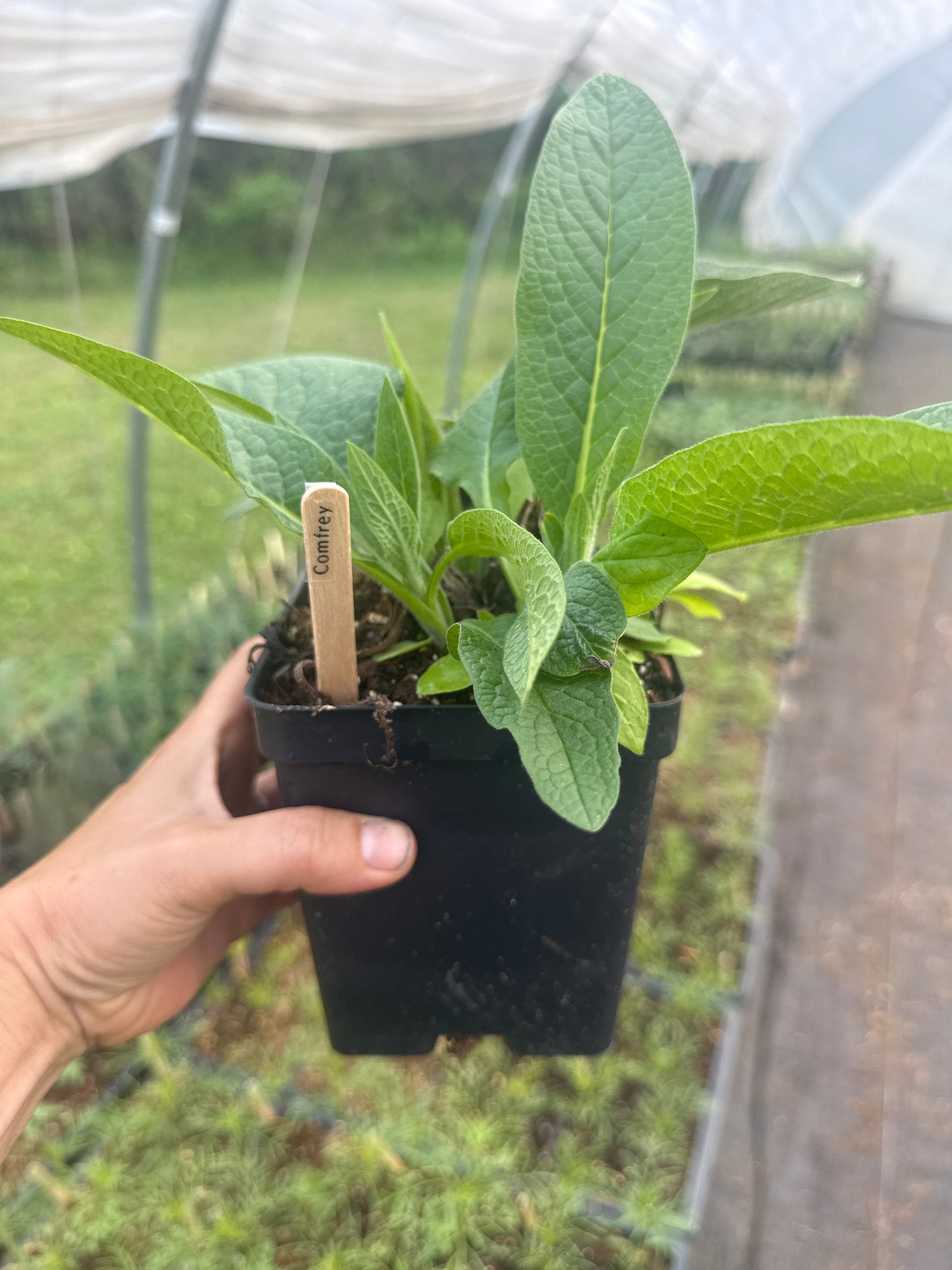 Comfrey