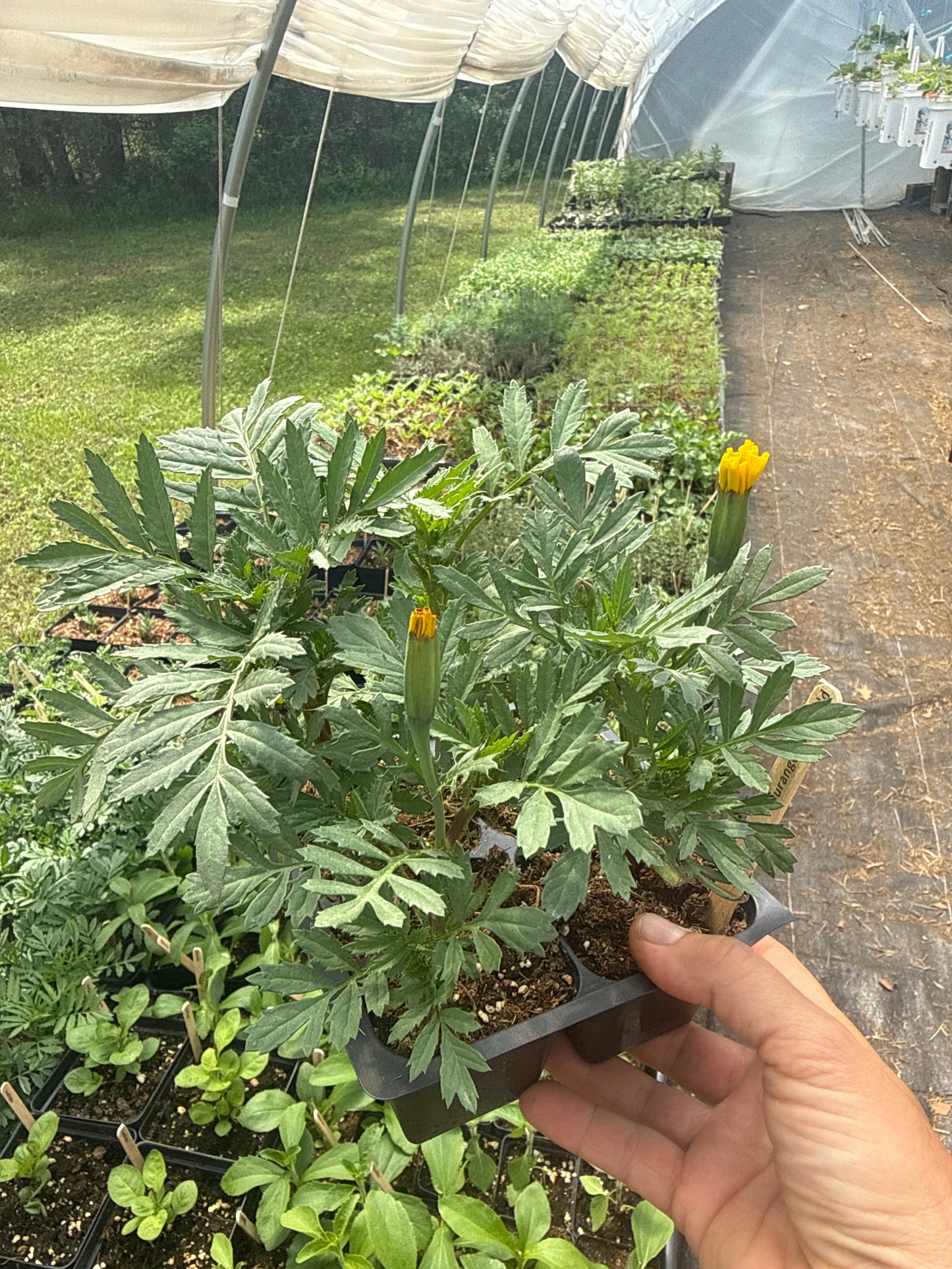 Durango Outback Marigold