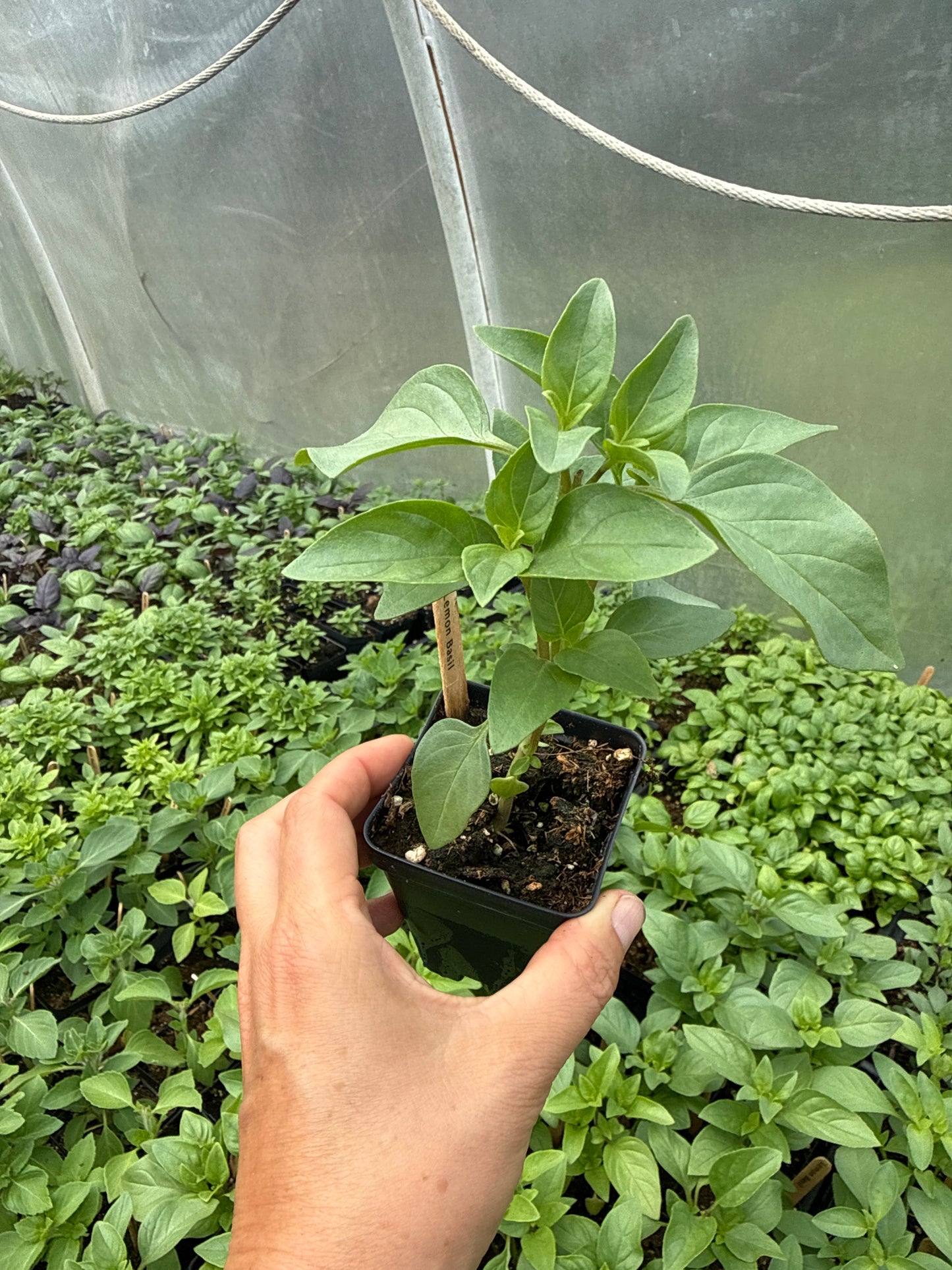 Lemon Basil