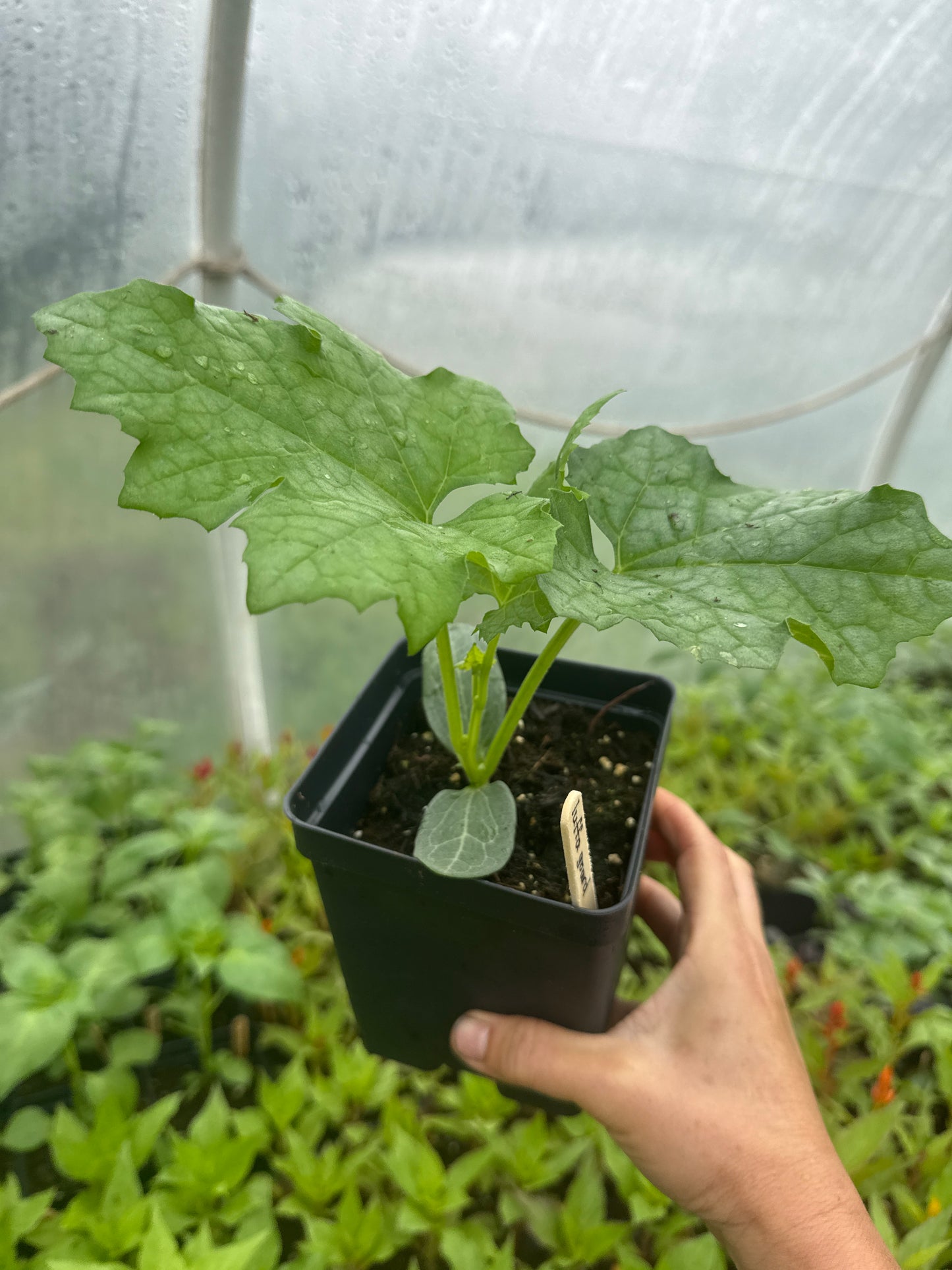 Luffa Gourd