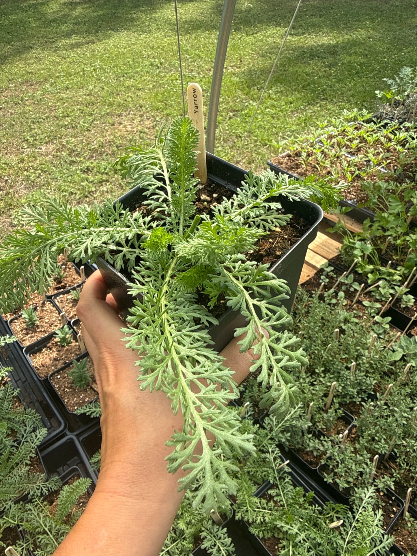 Red Shades Yarrow