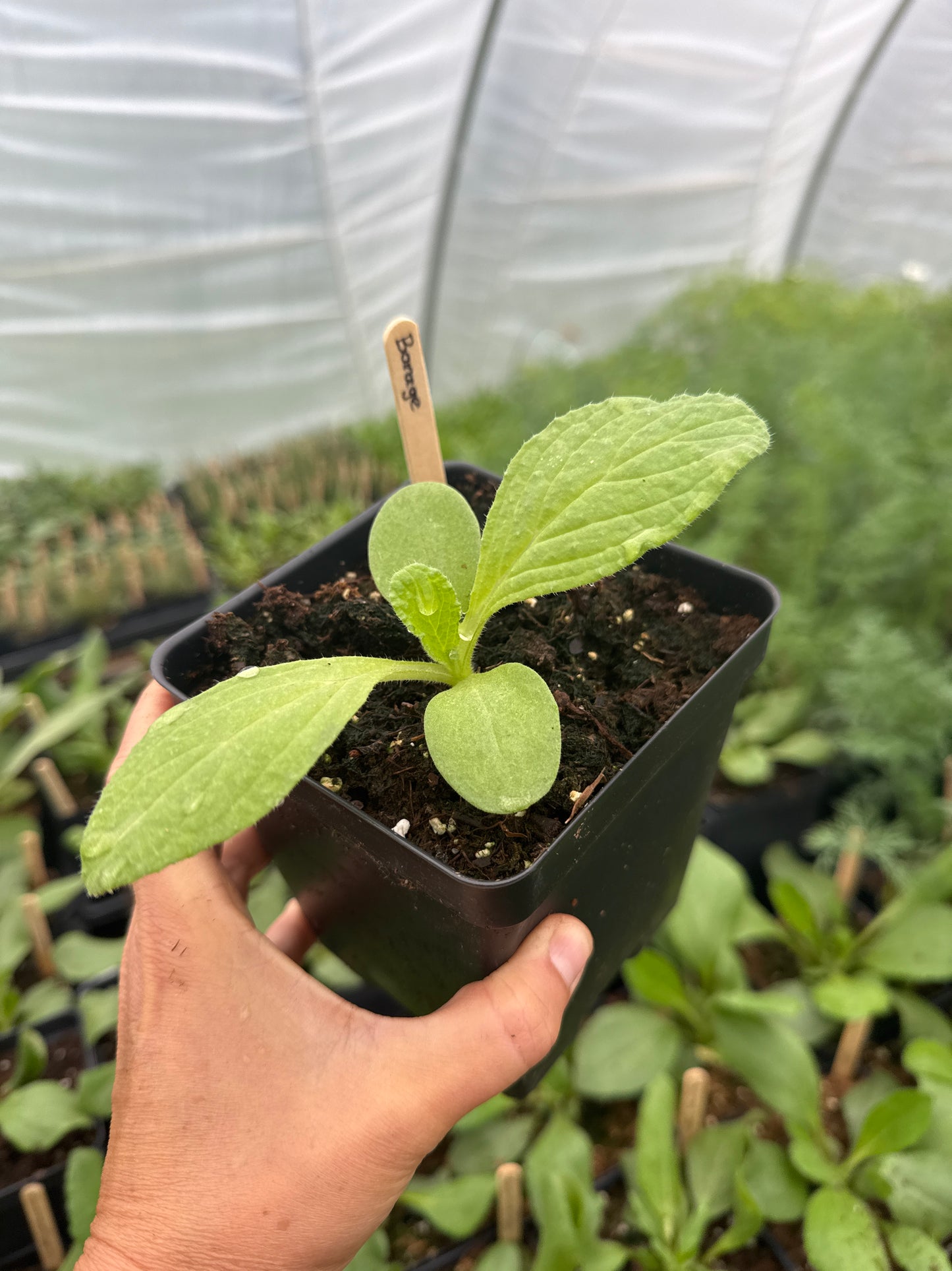 Borage
