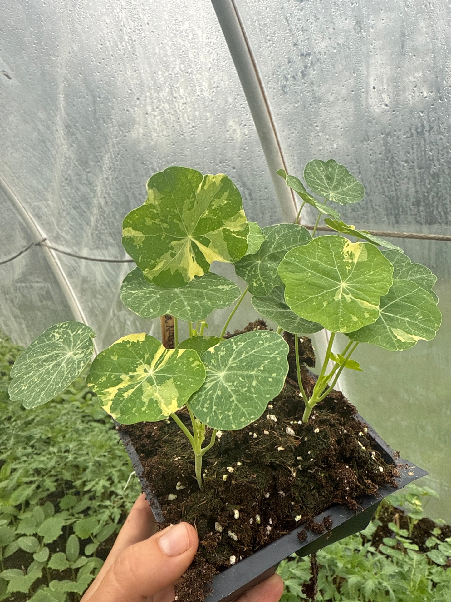 Alaska Nasturtium
