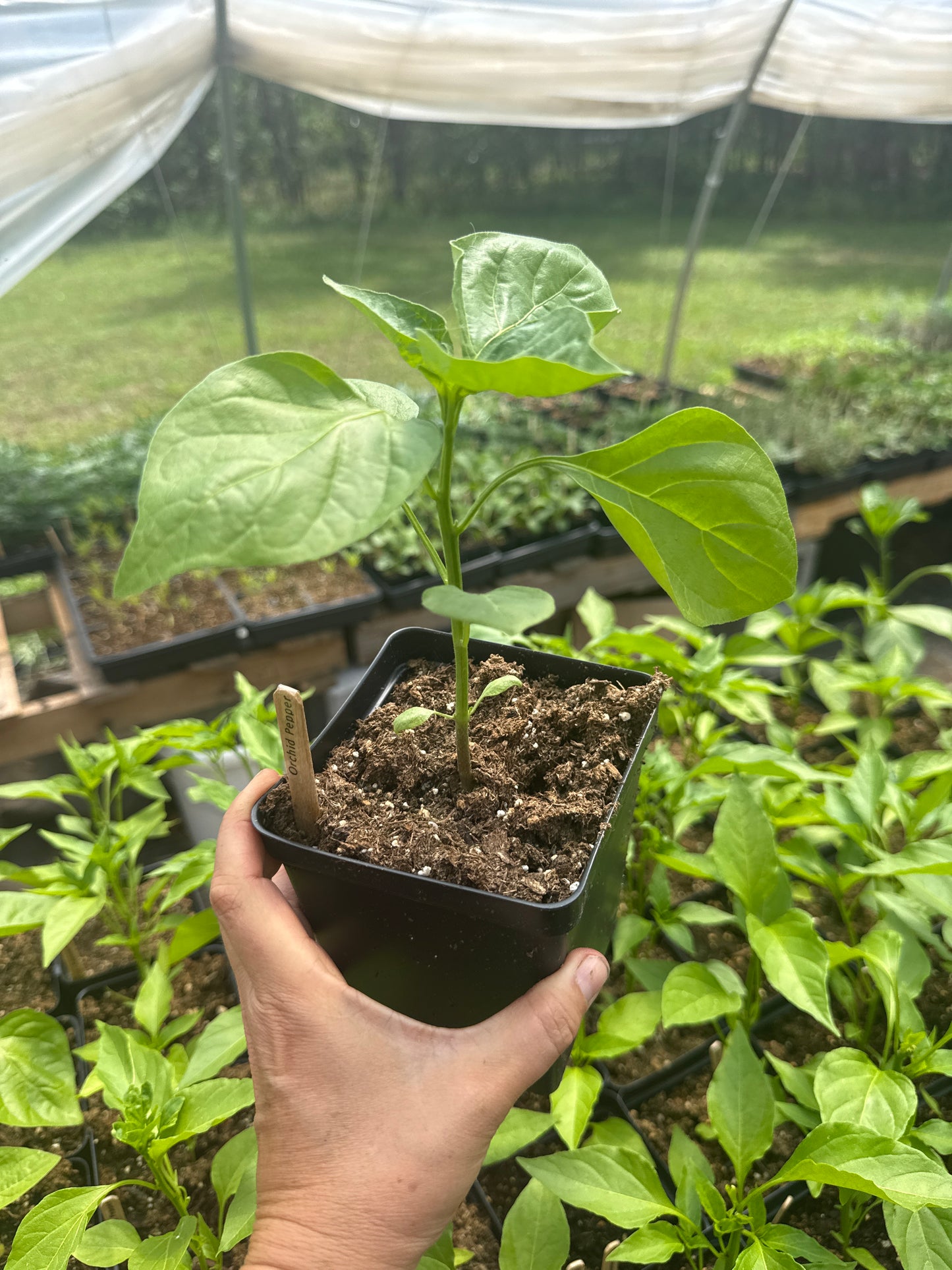 Sweet Orchid Pepper