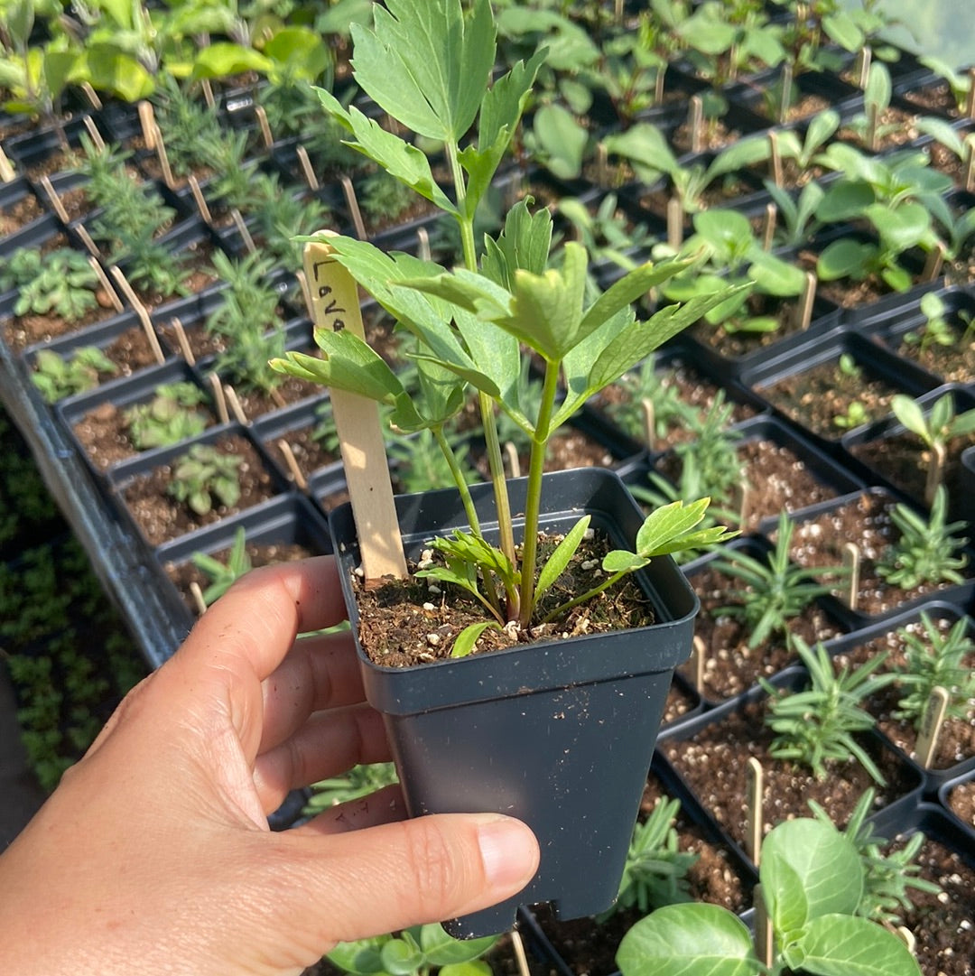 Lovage