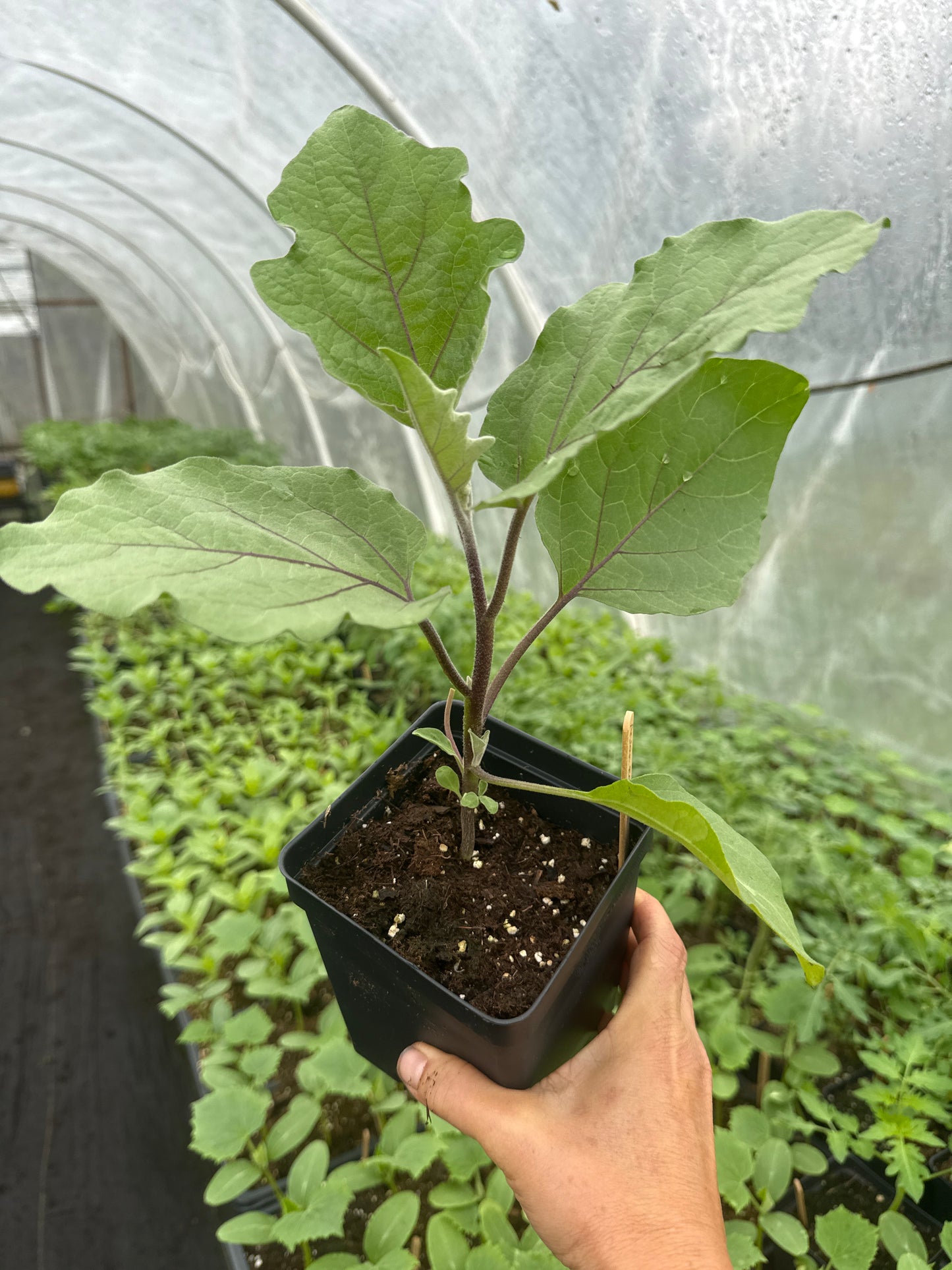 Asian Eggplant
