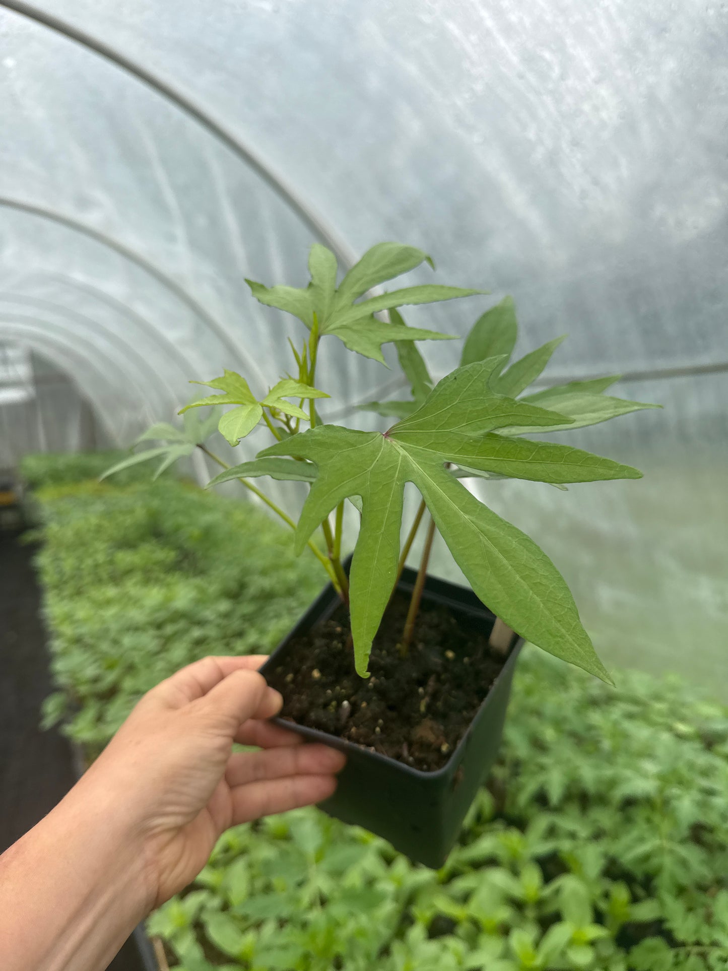 Orange Ginseng Sweet Potato