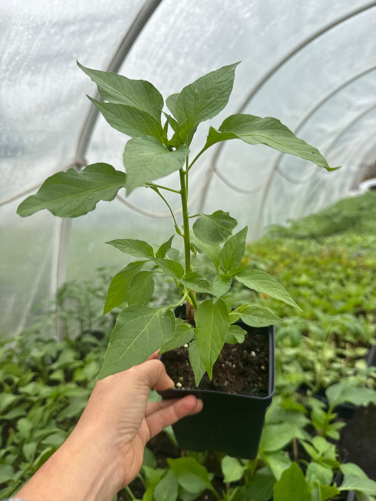 Cayenne Hot Pepper