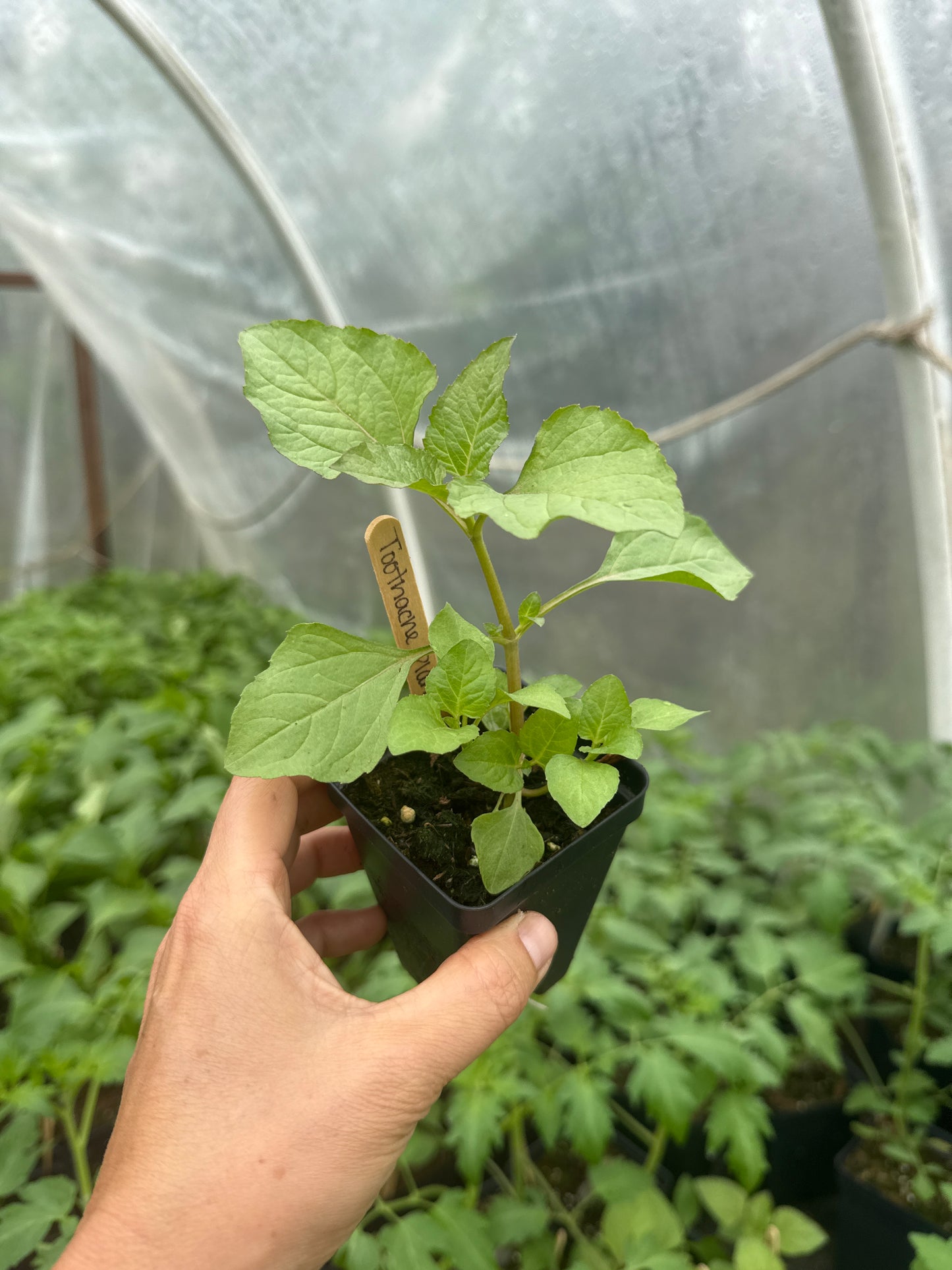 Toothache Plant