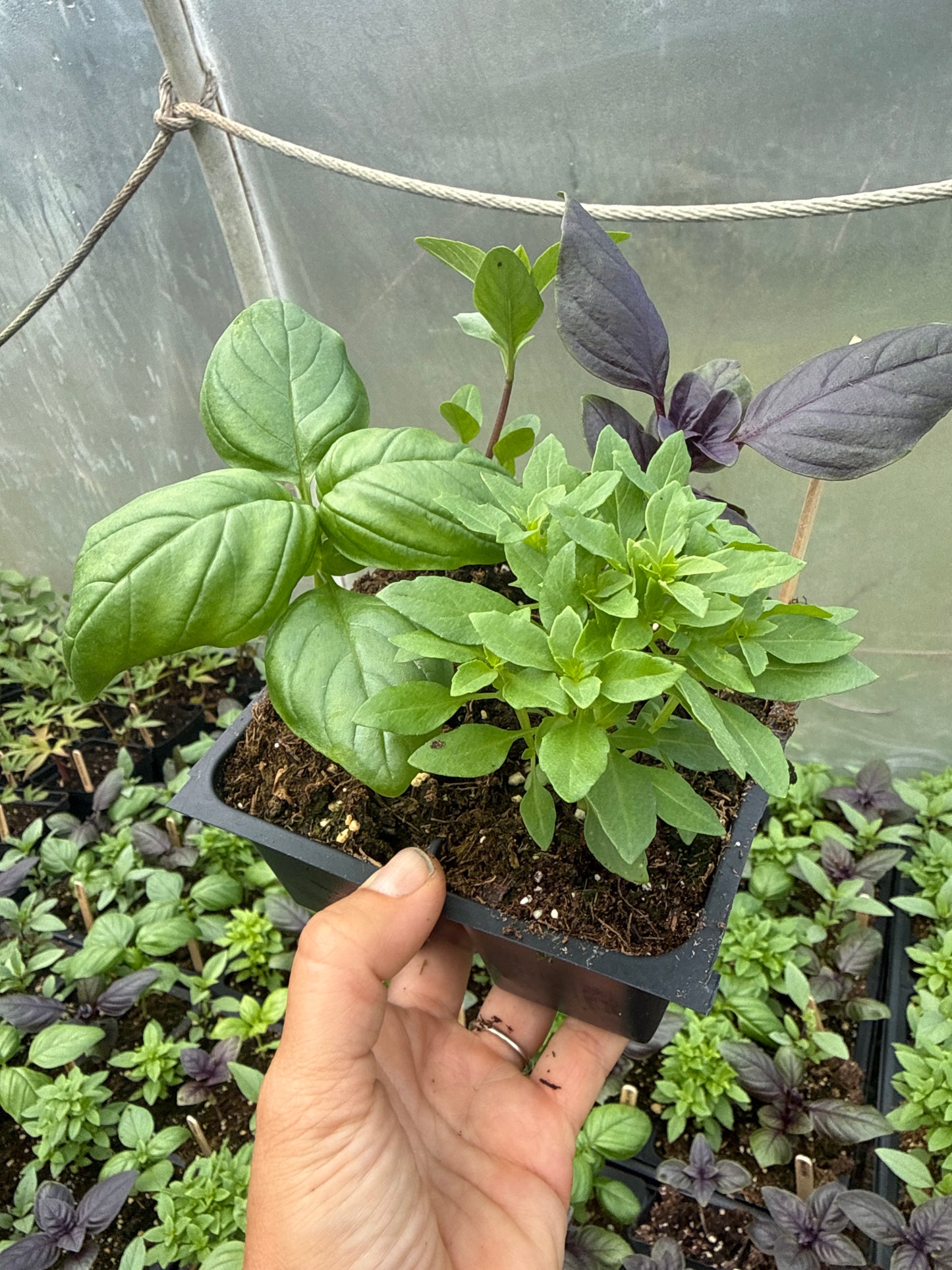 Basil Mix
