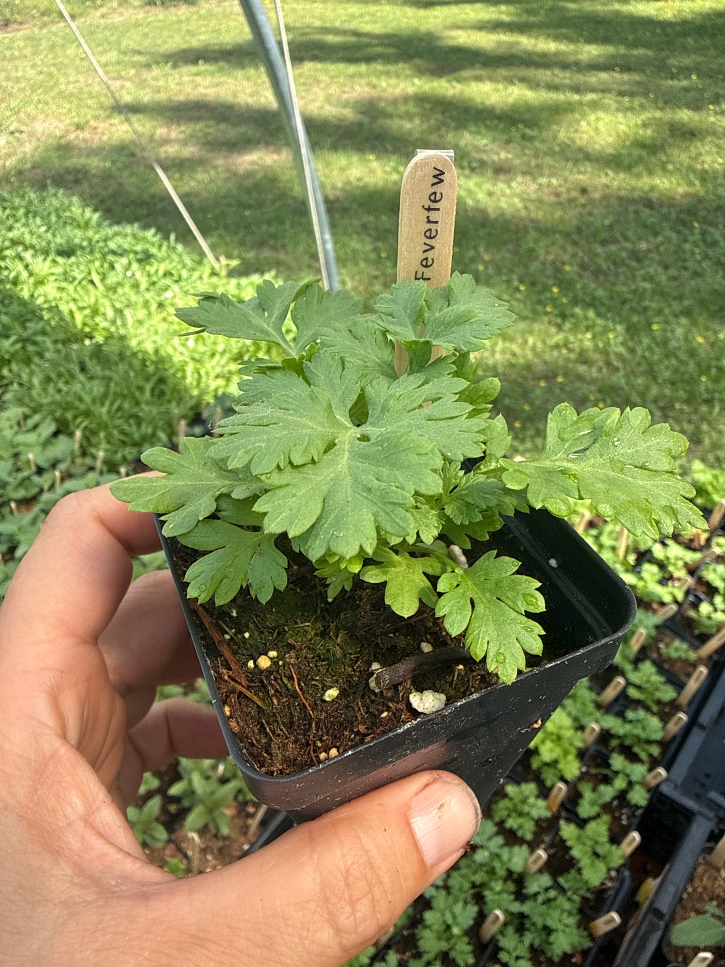 Magic Feverfew