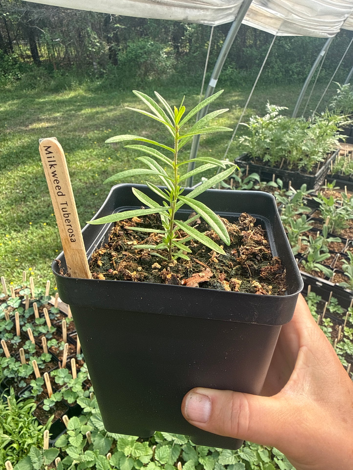 Milkweed Tuberosa
