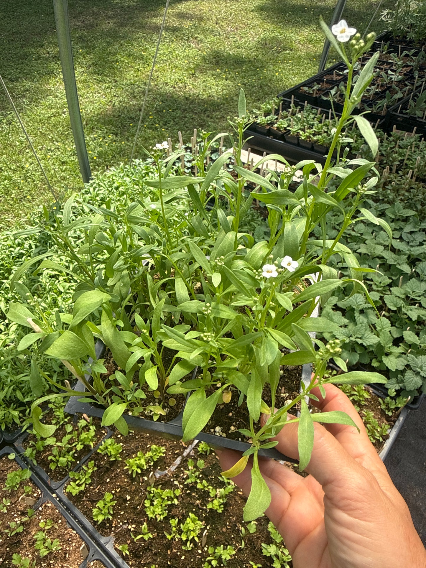 Alyssum