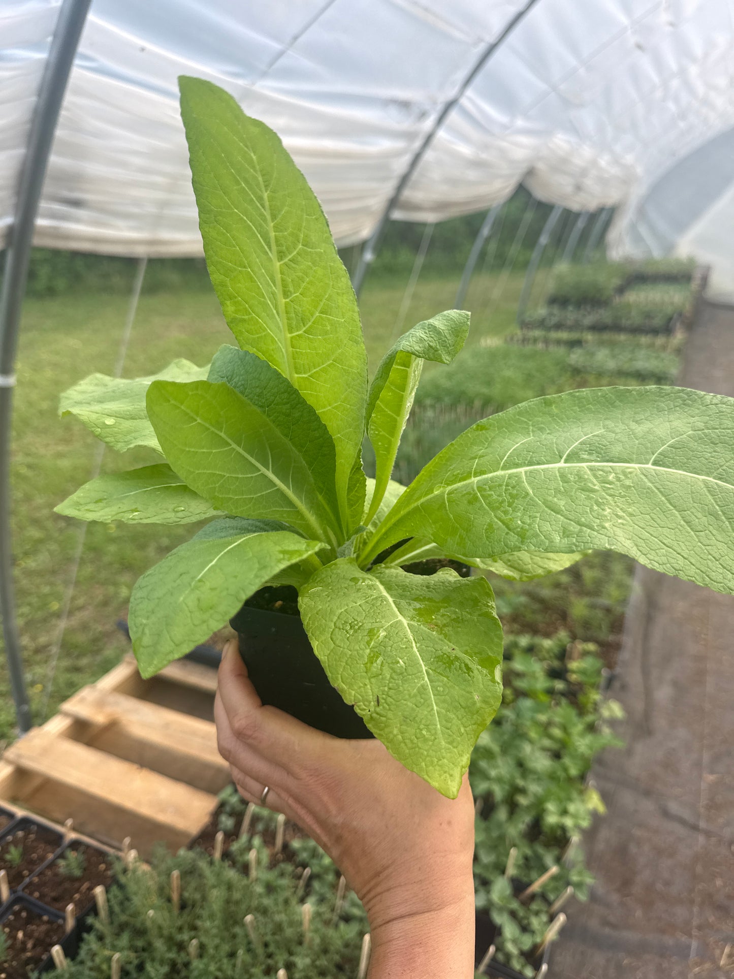 Elecampane