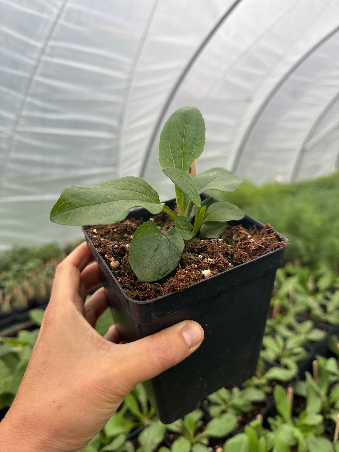 Echinacea