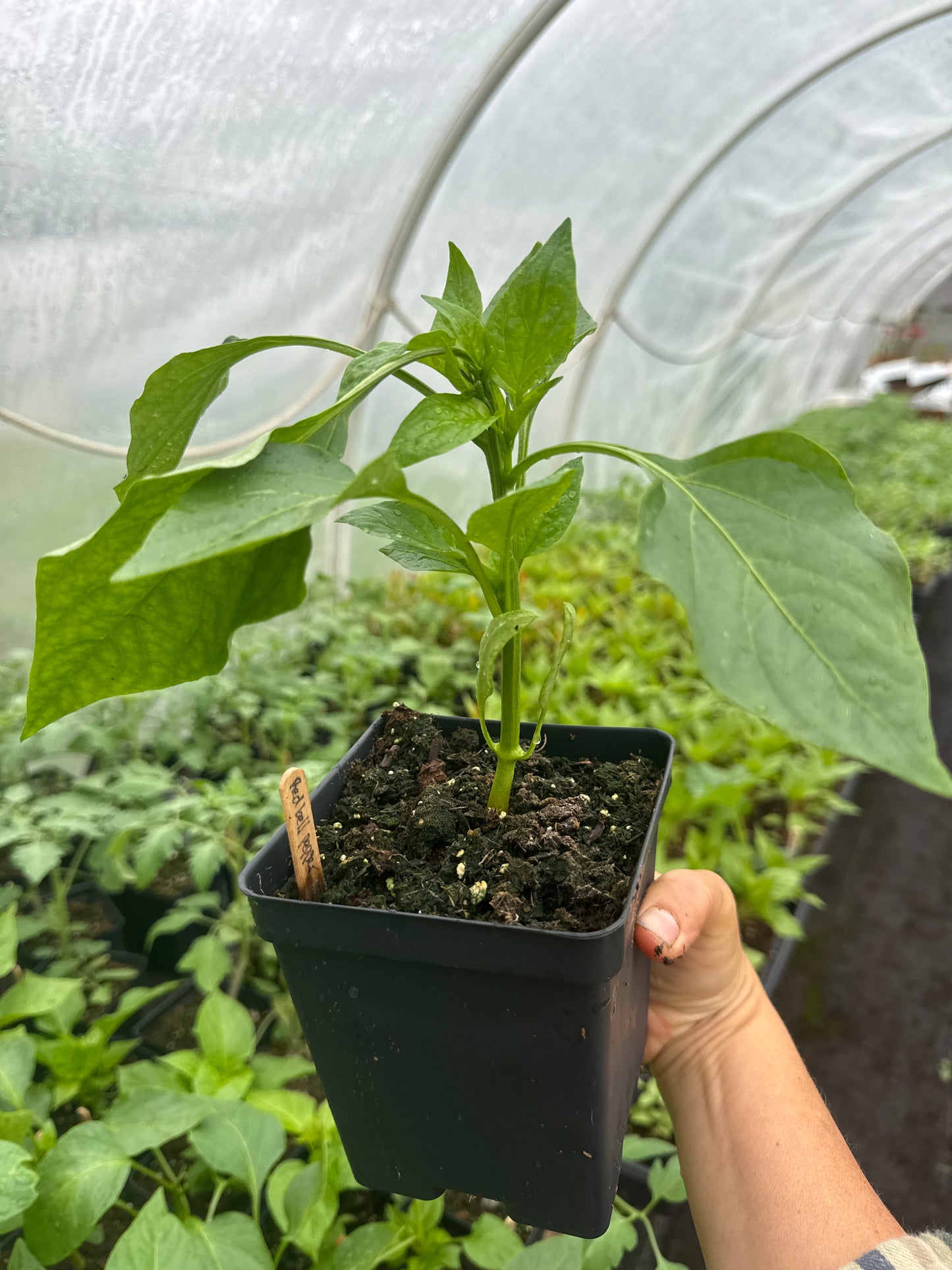 Red Bell Pepper