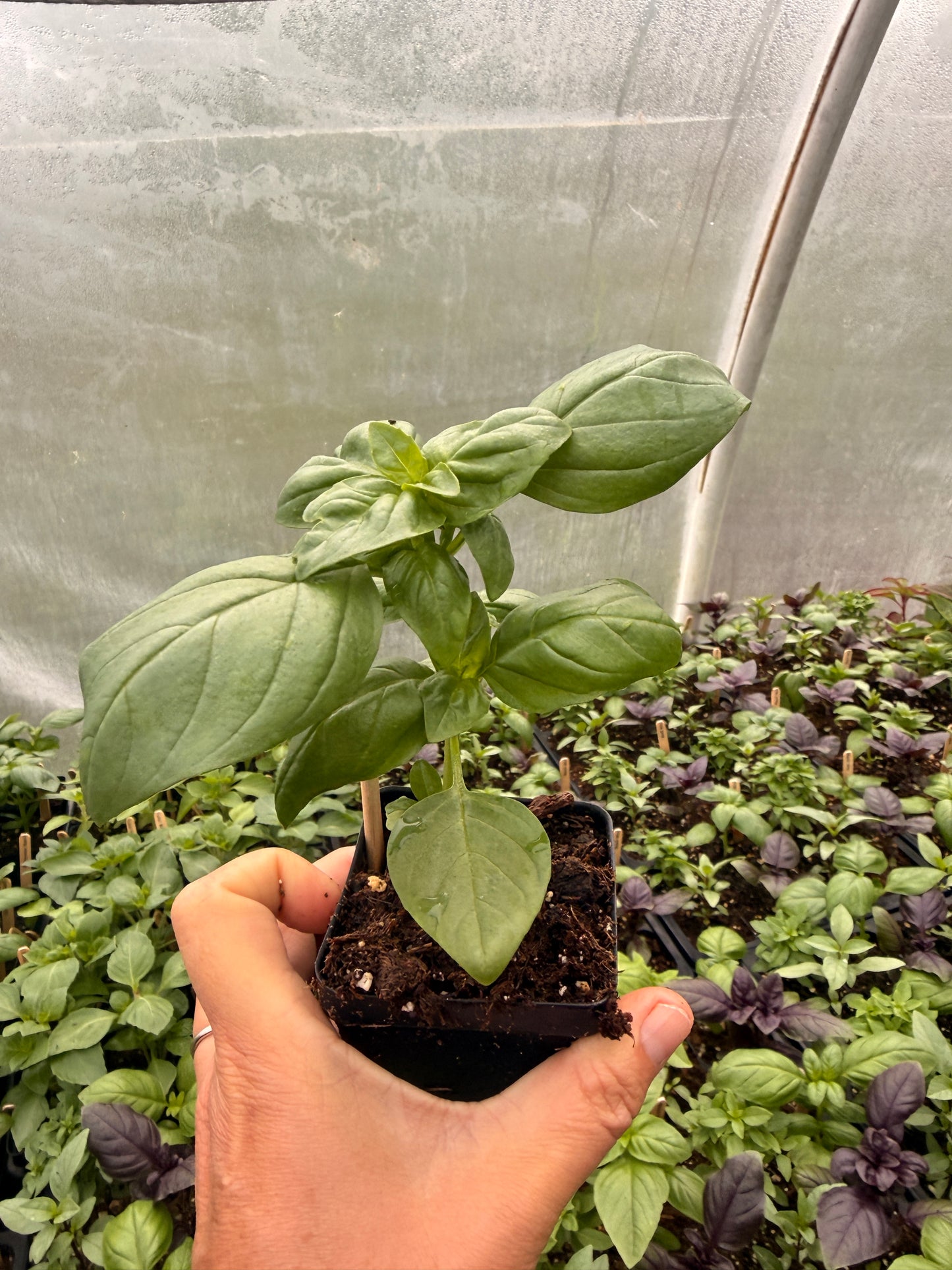 Genovese Basil