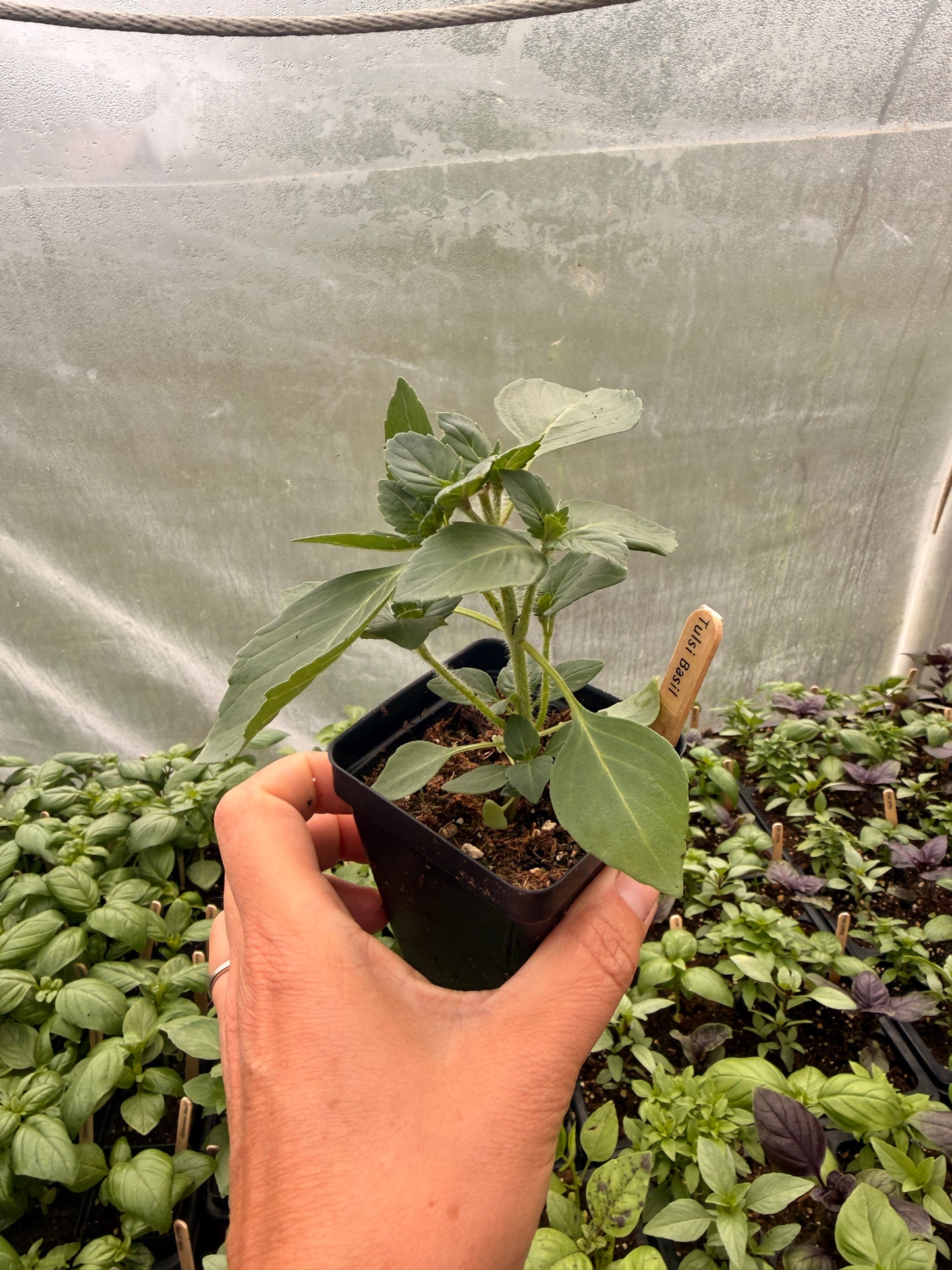 Tulsi Basil