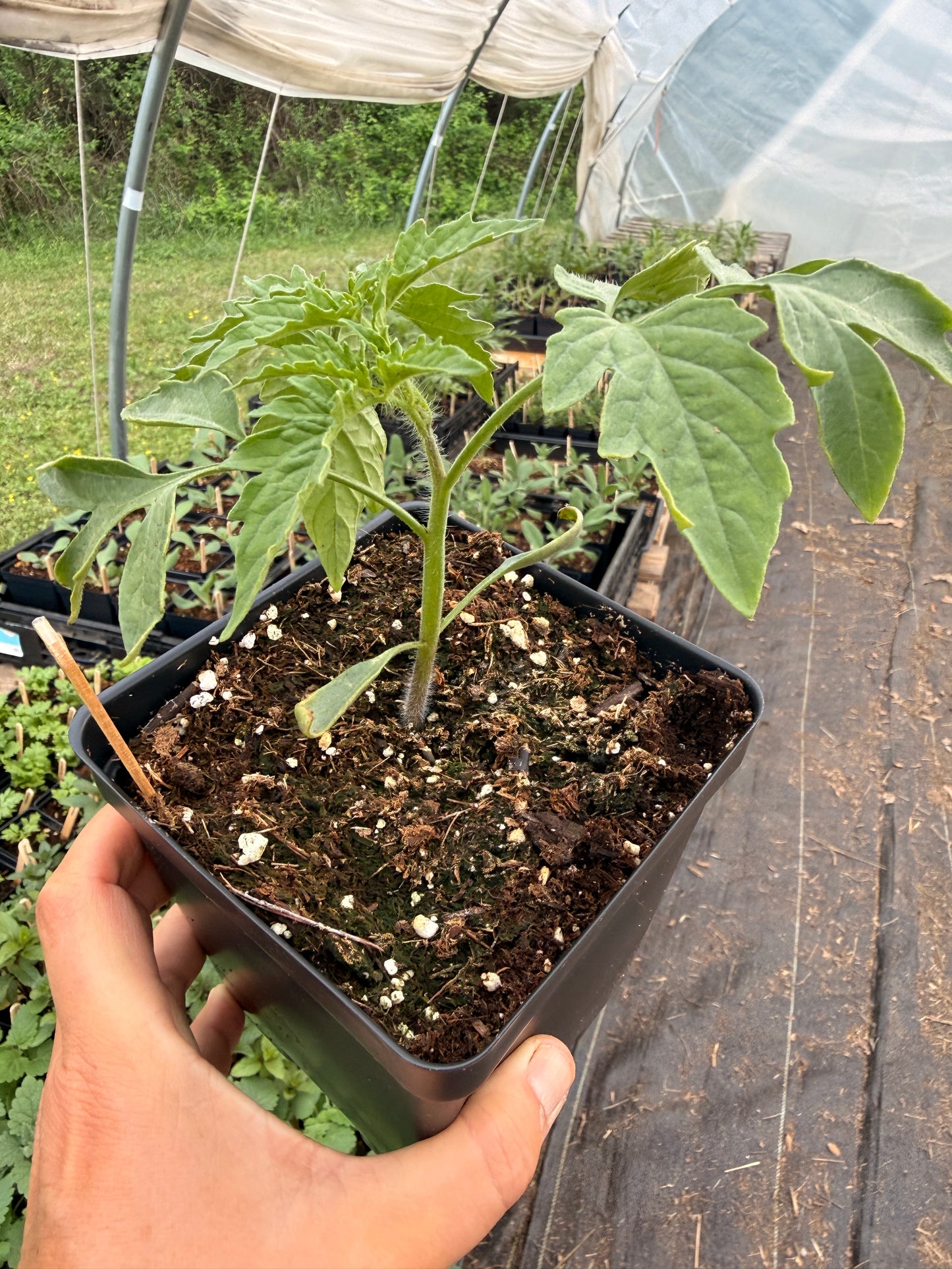 Granadero Tomato