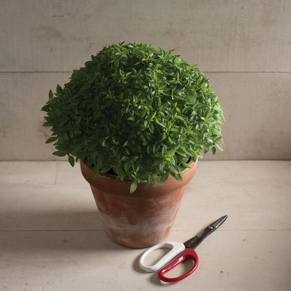 Bush Basil