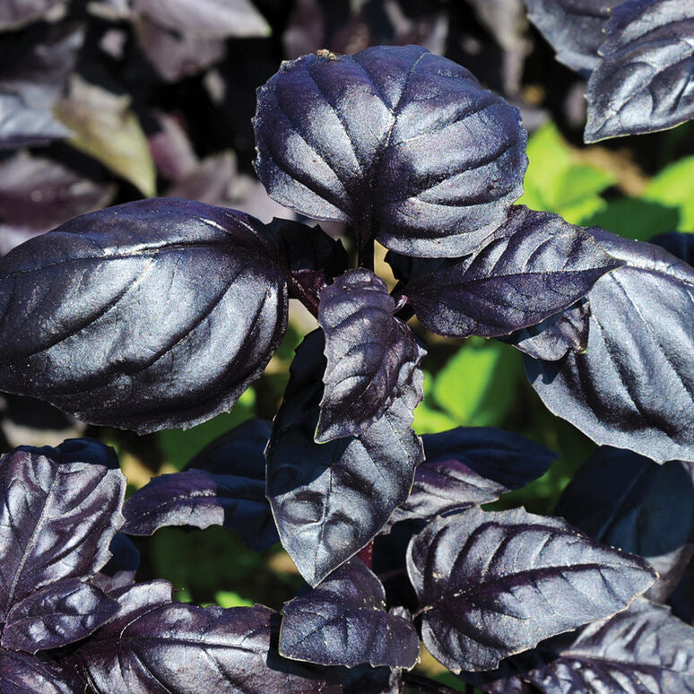 Amethyst Basil