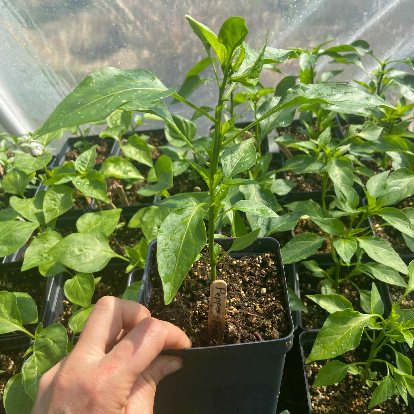 Fresno Pepper