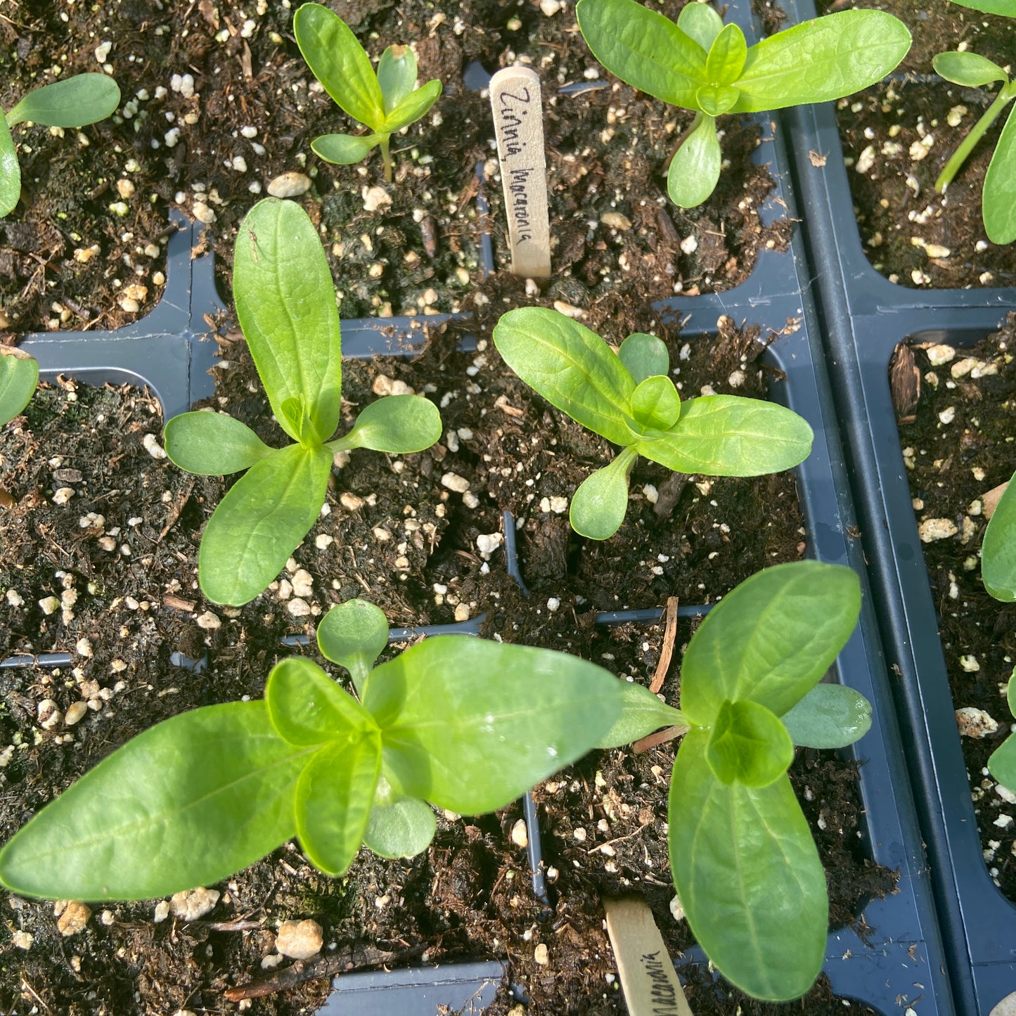 Macaronia Zinnia