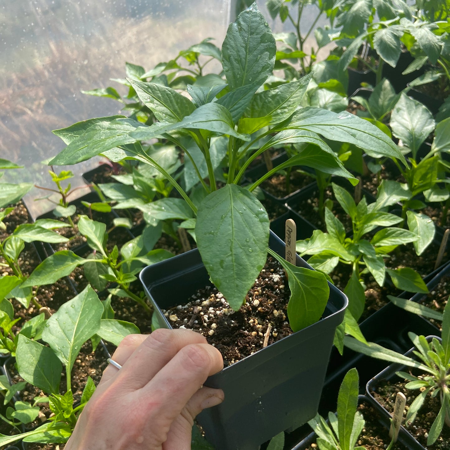Glow Bell Pepper