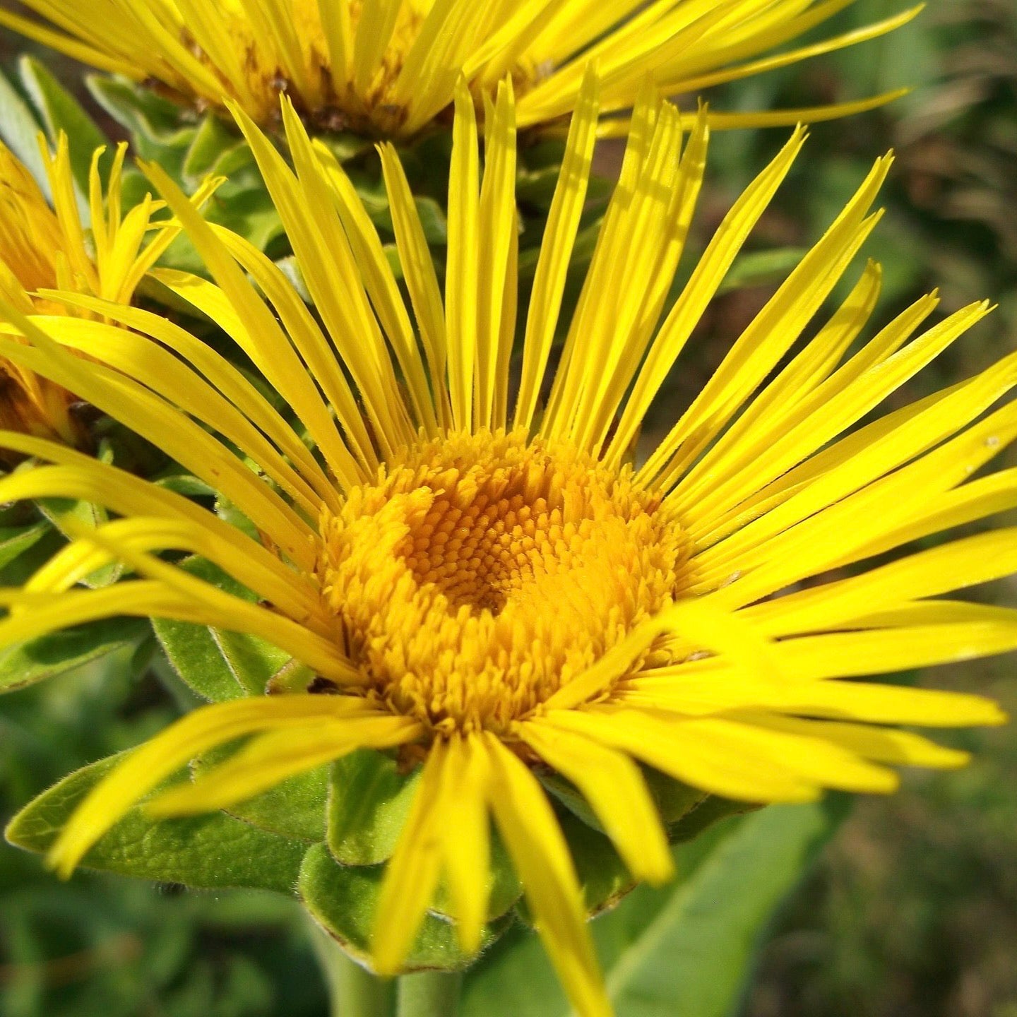 Elecampane