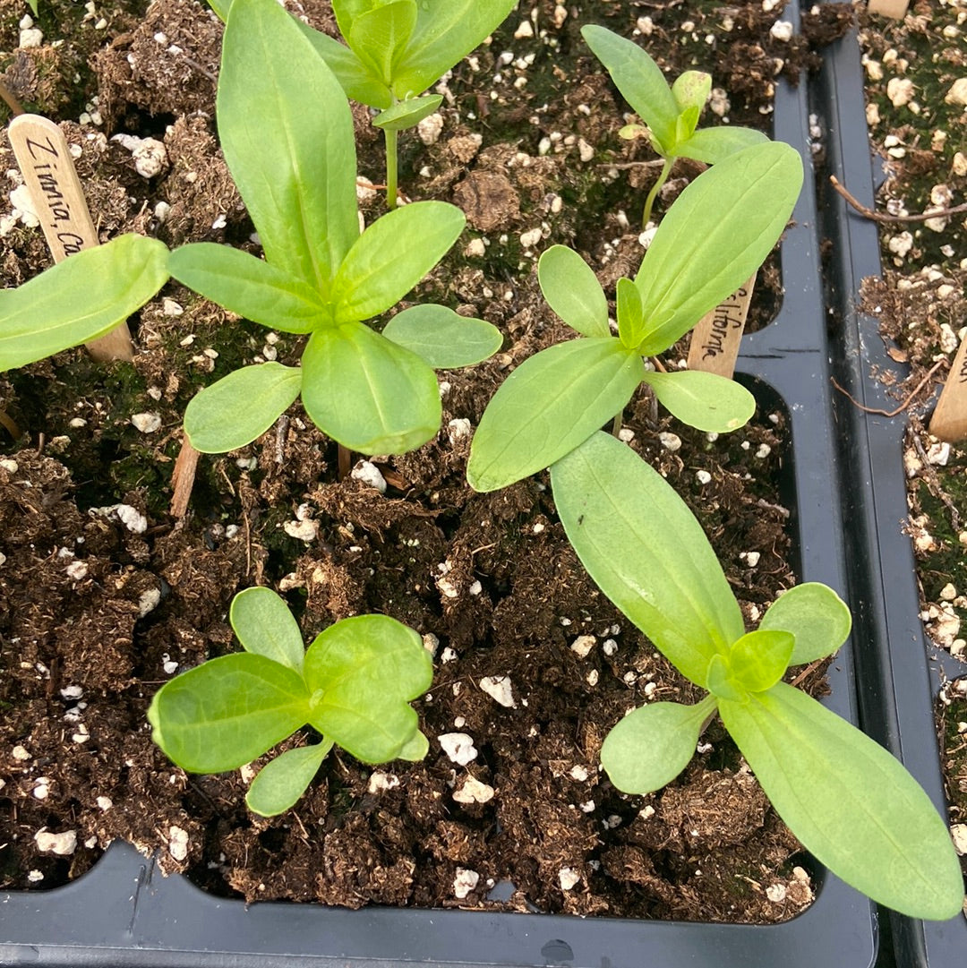 California Giant Mix Zinnia
